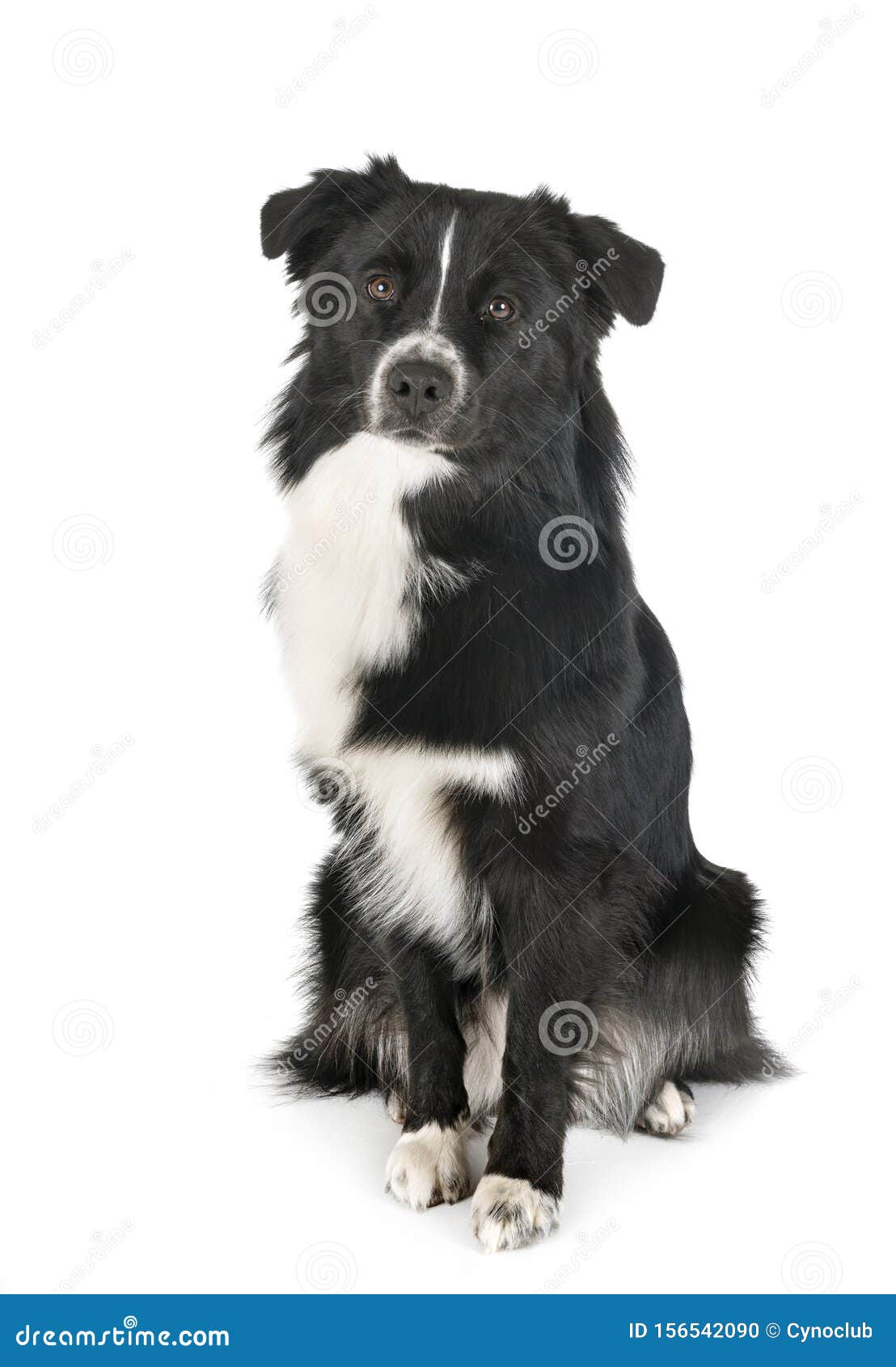bicolor australian shepherd