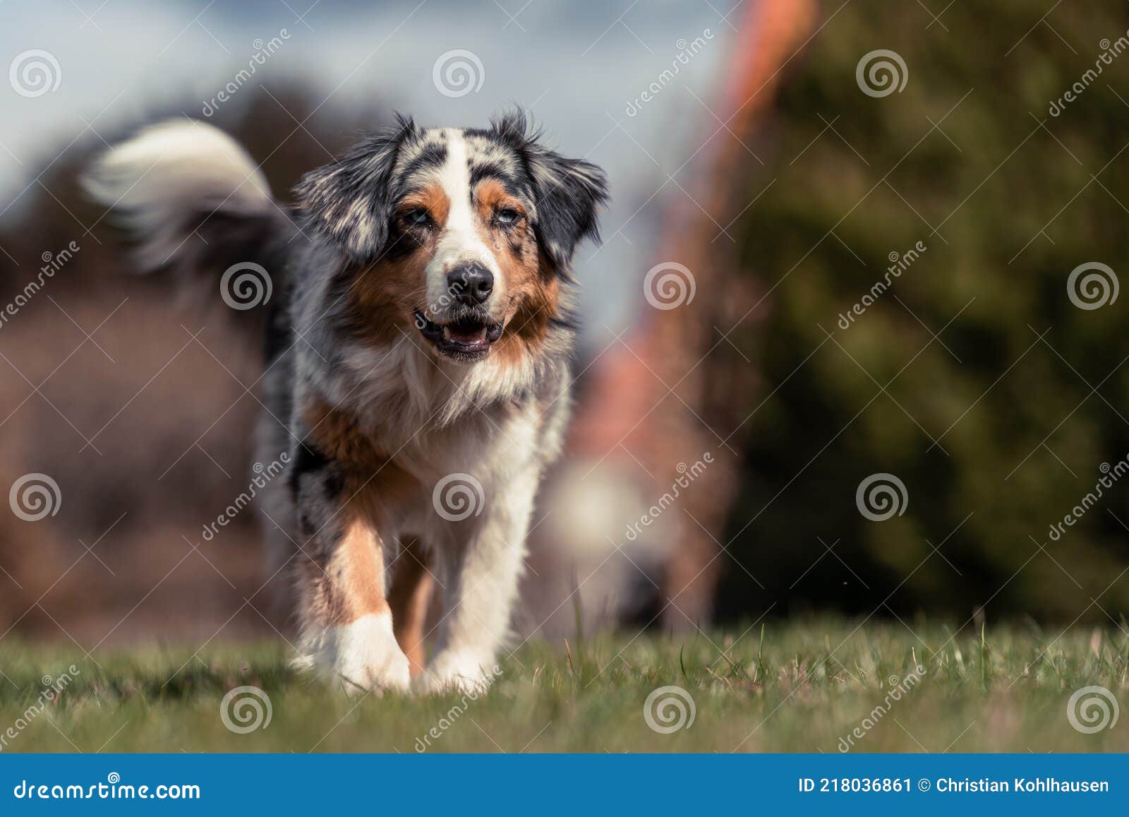 Australian Shepherd Walking on the Green Gras and Blue Sky Watching To ...