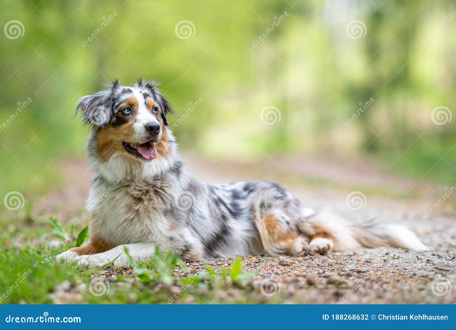 Australian Shepherd Walking on Path through Forest at German Inner ...