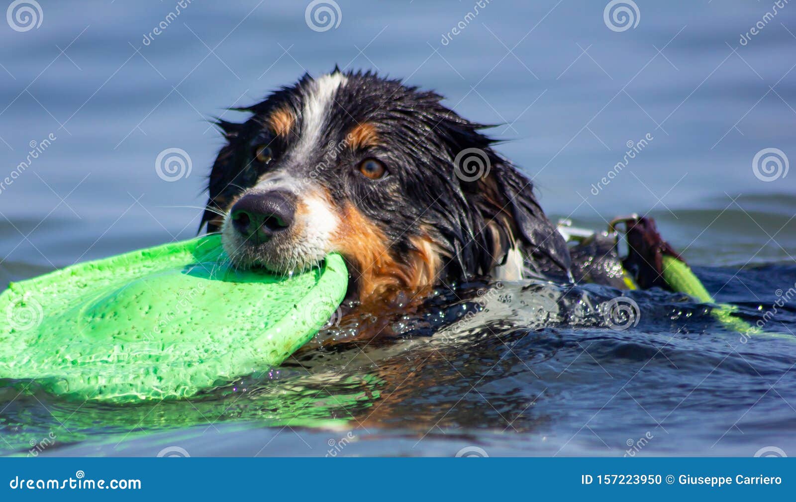 the australian shepherd who, even if it is so called, does not come from australia but from the united states of america. it is pa