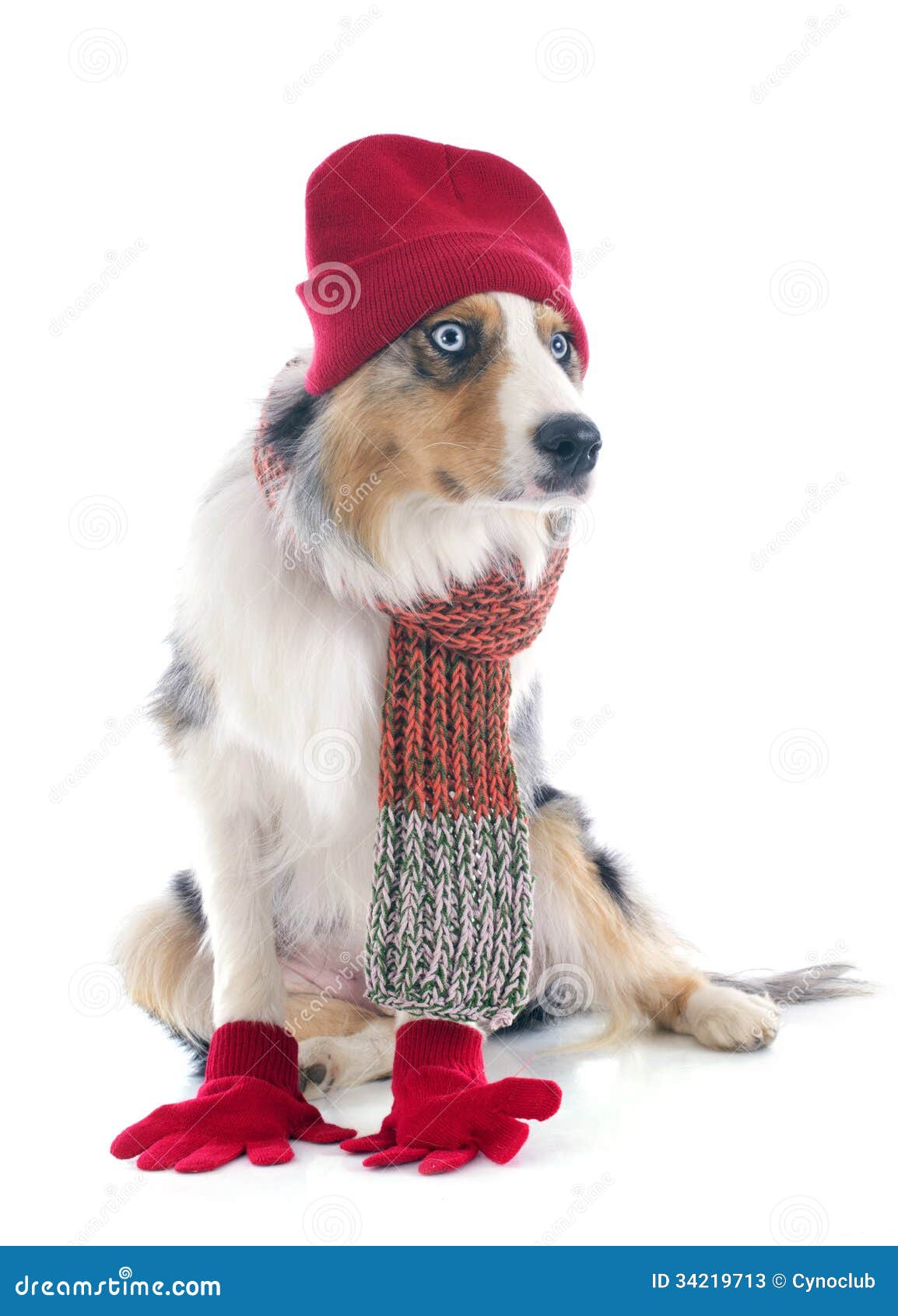 Australian Shepherd in Winter Stock Image Image of christmas, white