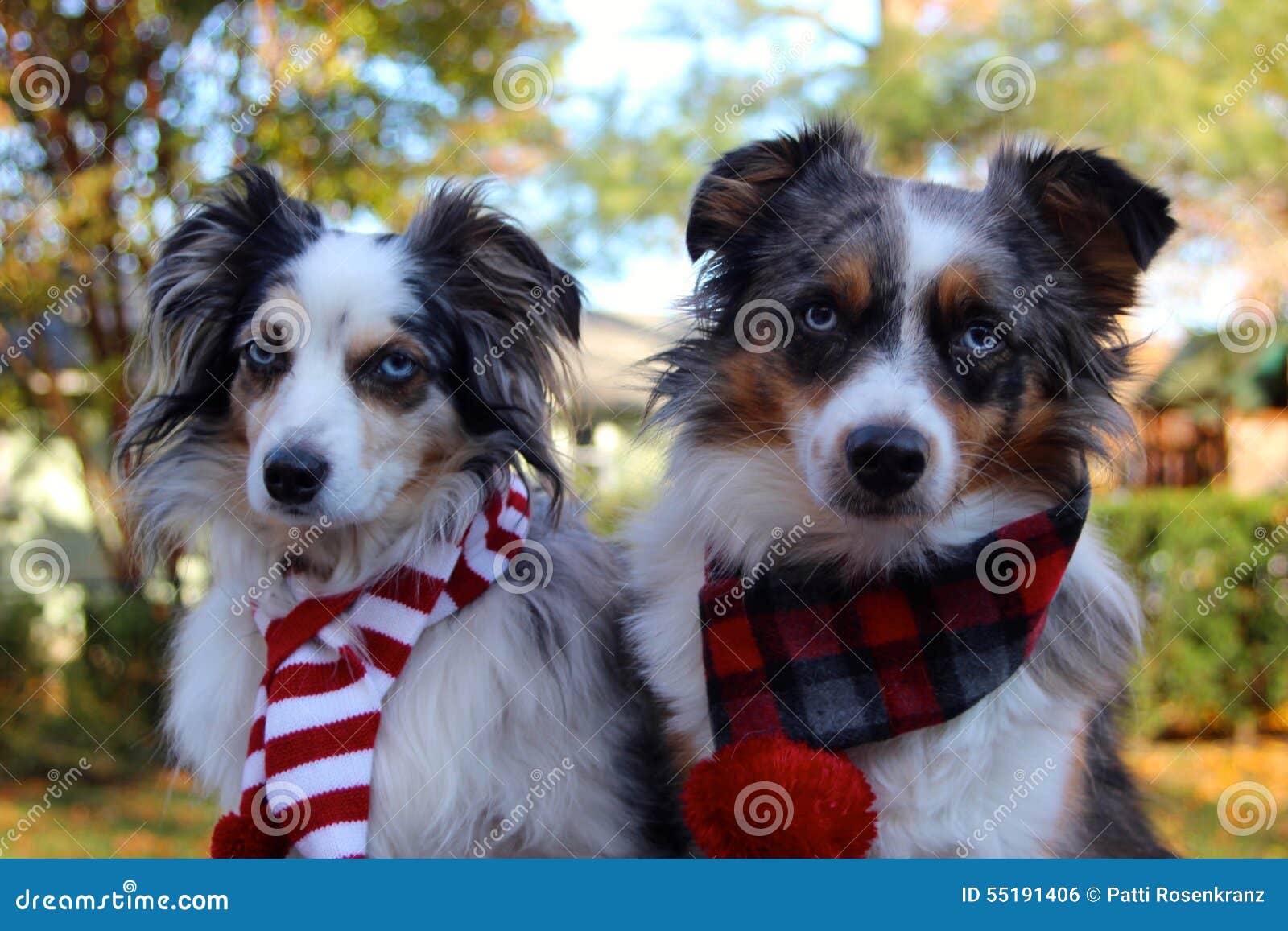 Dogs Wearing Winter Scarves Stock Photo Image of miniature, eyed
