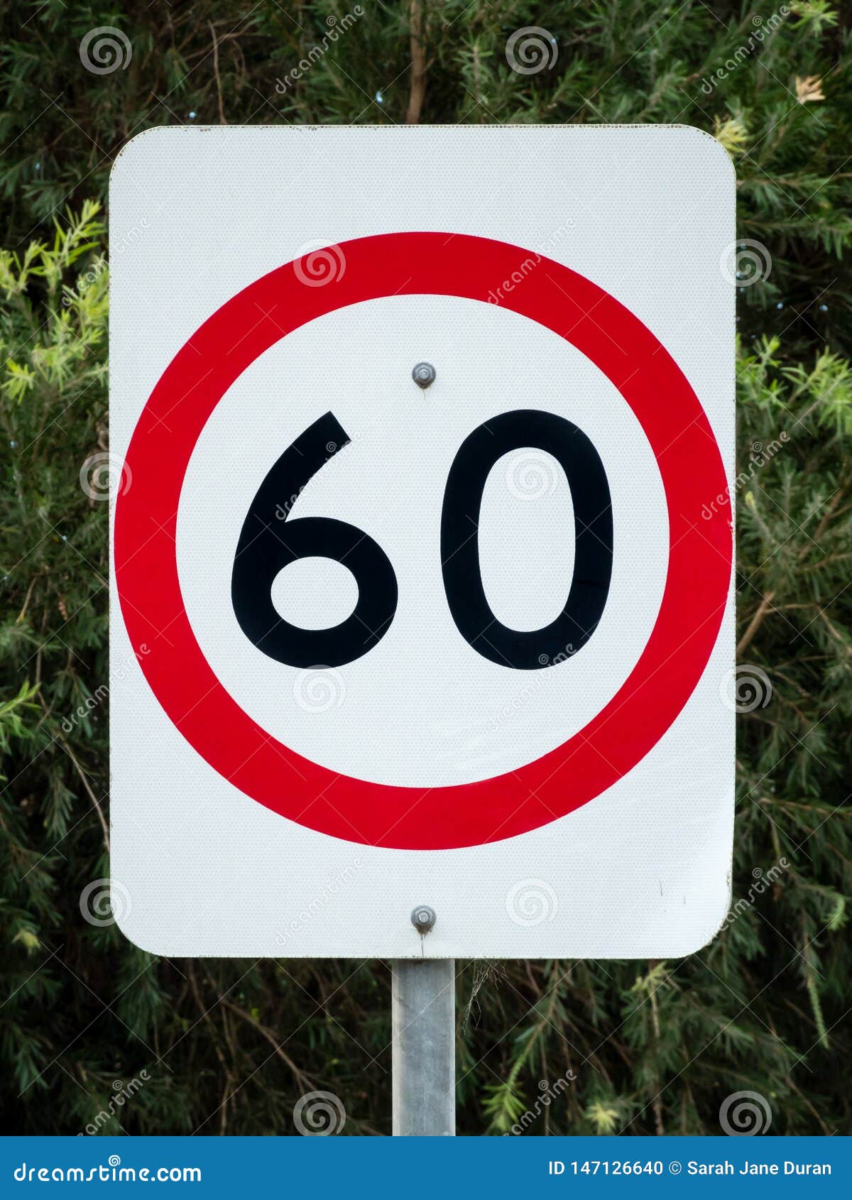 Australian Speed Road Sign For 60 Km h Against Green Leaves Stock Photo australian-speed-road-sign-for-60-km-h-against-green-leaves-stock-photo