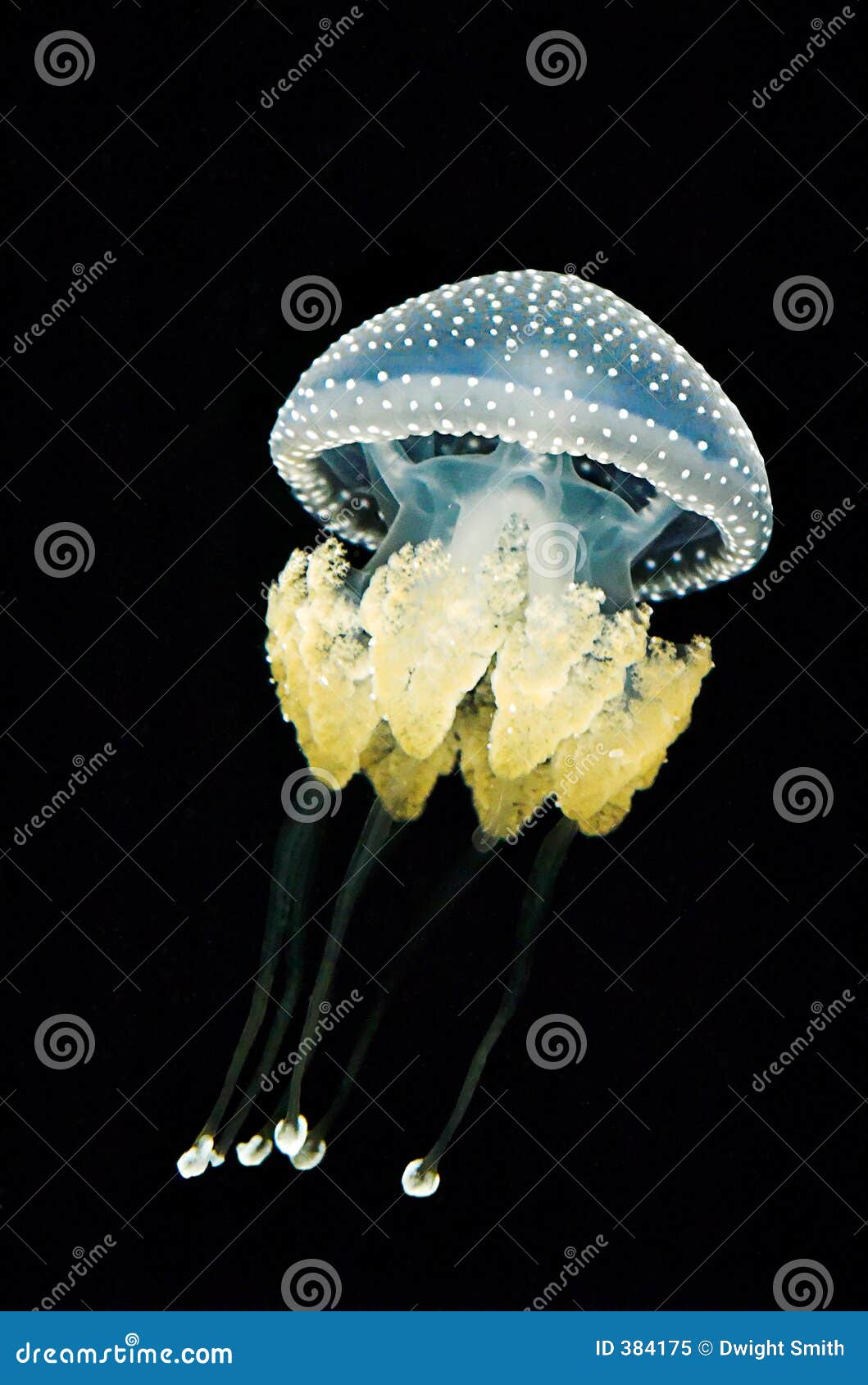 Australian Spotted Jellyfish (Pyllorhiza Punctata) Stock Image Image