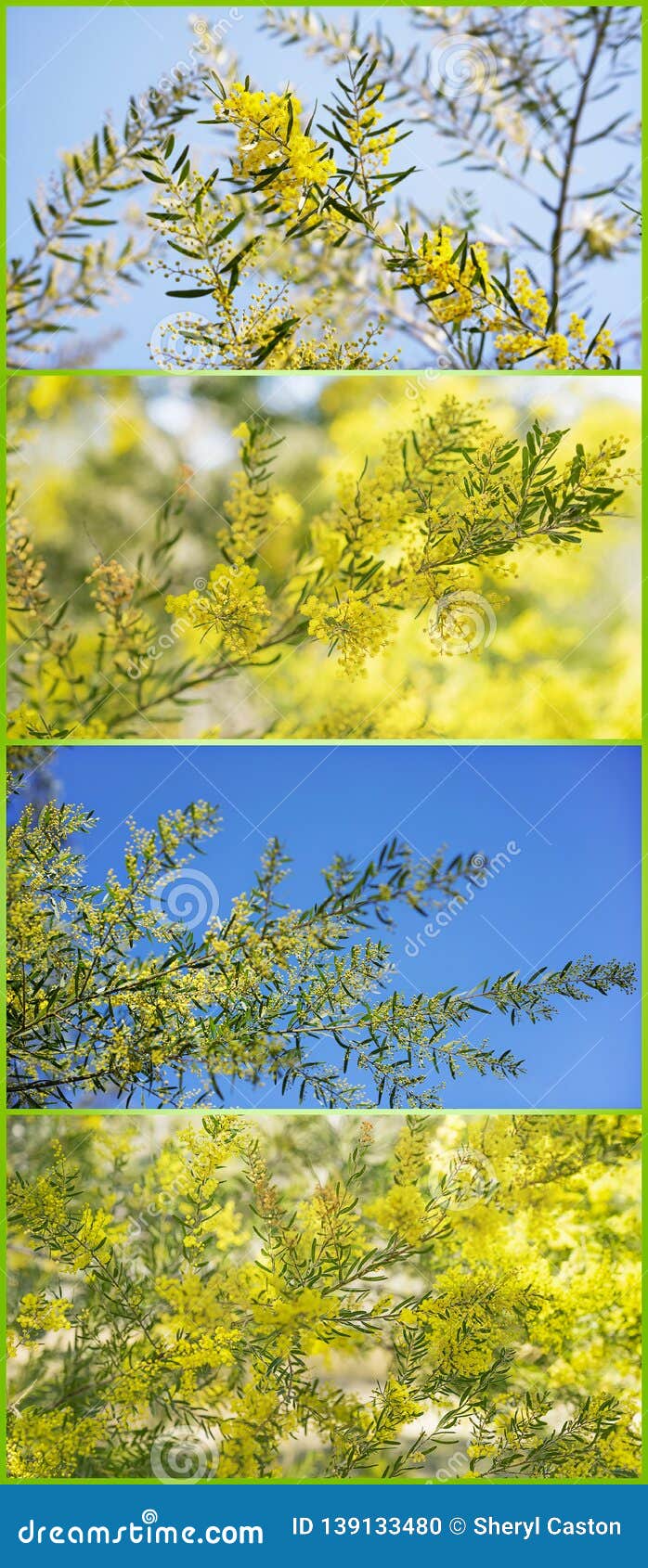 Australian Spring Wattles On A Vertical Banner Stock Photo Image