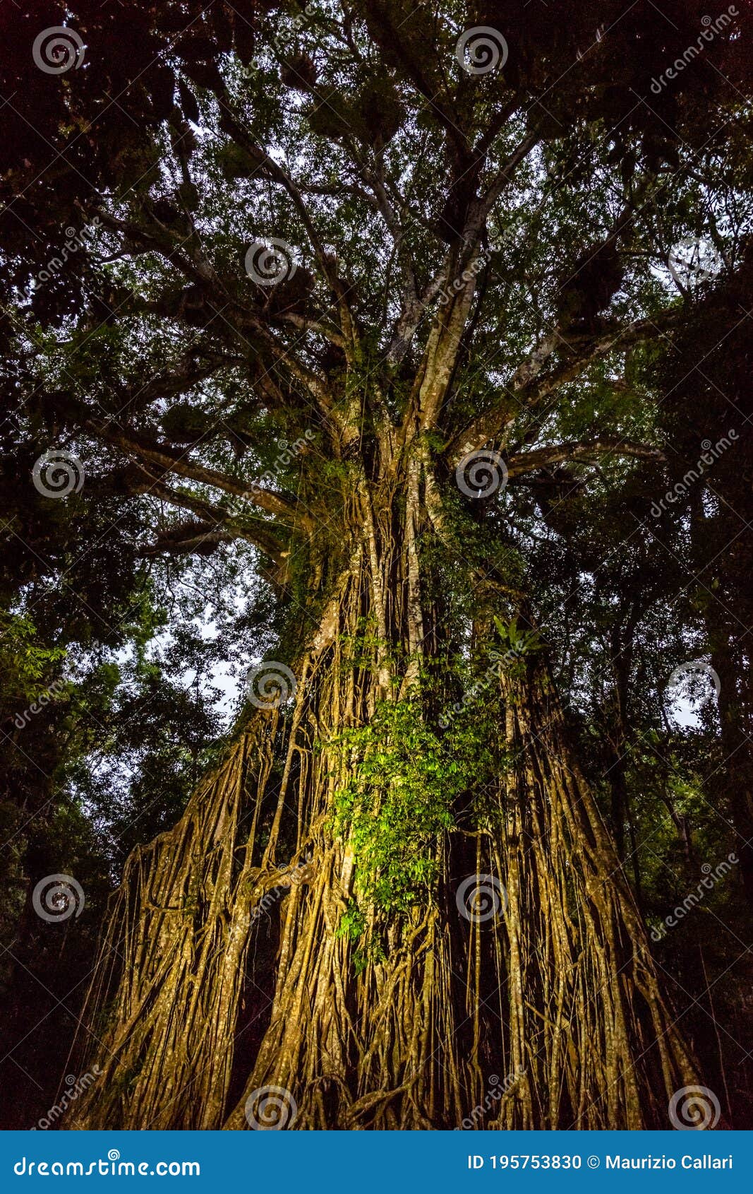 australian strangler fig tree painted with light at dusk