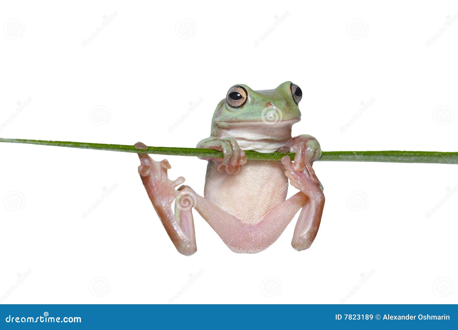 129 Bass Frog Stock Photos - Free & Royalty-Free Stock Photos from  Dreamstime