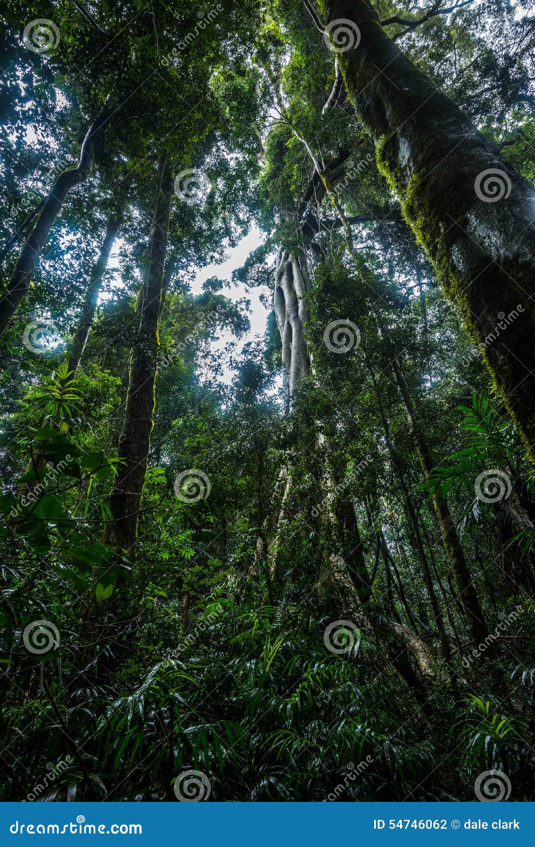 Australian Tropical Rainforest Stock Photo - Image of moss, leaves