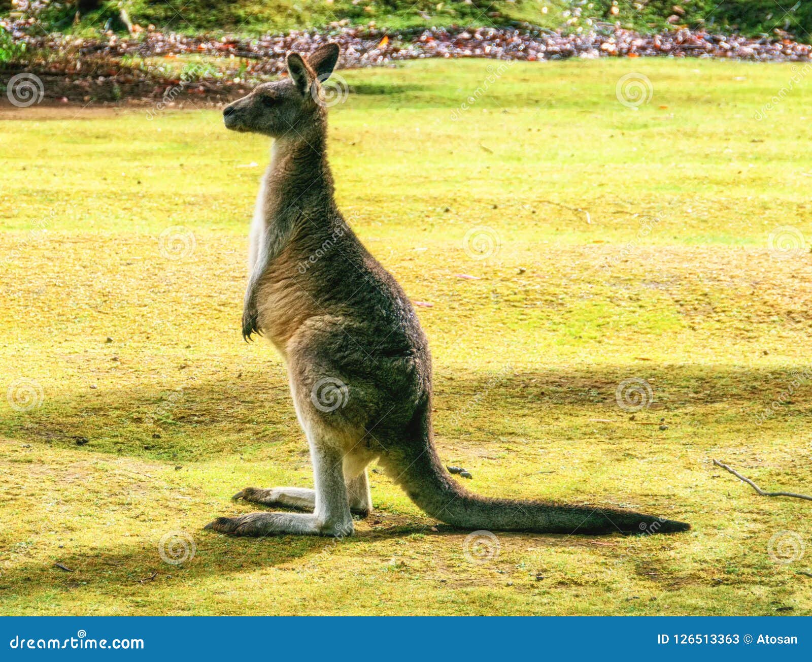 The Australian Wallaby stock image. Image of australian 126513363