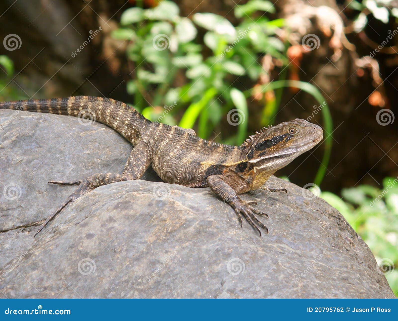 Australian Water Dragon Physignathus Lesueurii Stock Photo Image Of Queensland Lesueurii 20795762