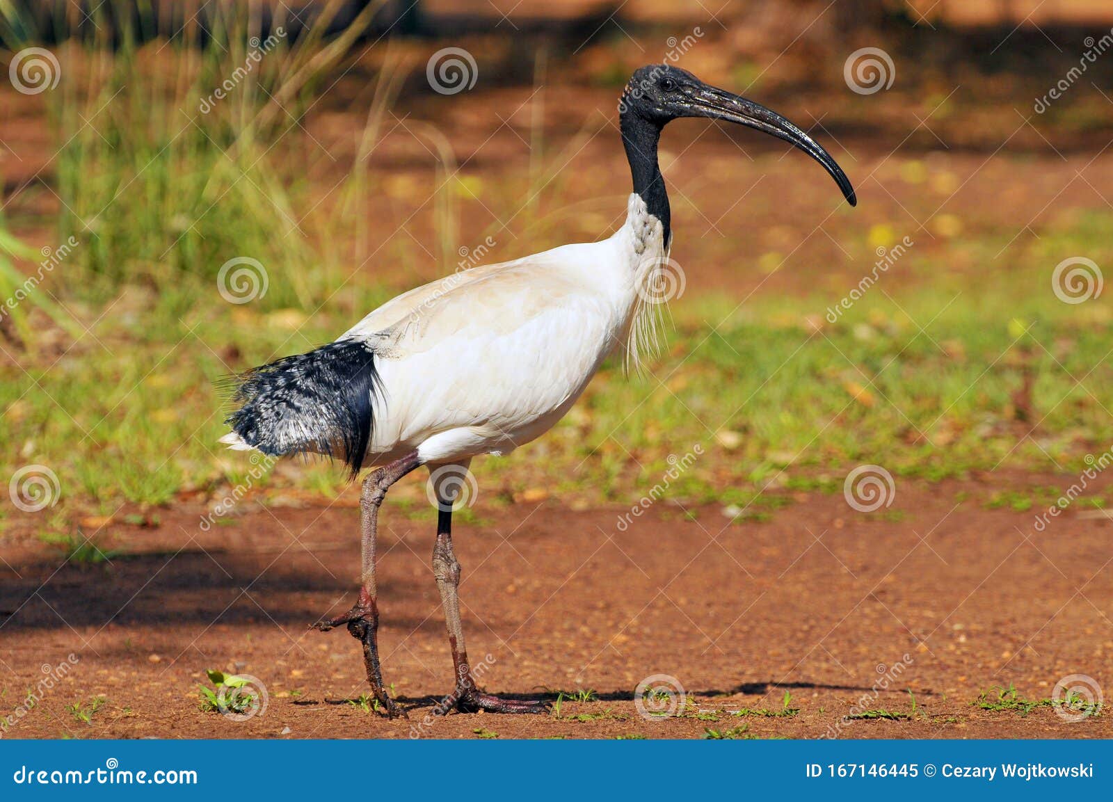 the australian white ibis threskiornis molucca is a wading bird of the ibis family, kakadu national park australia