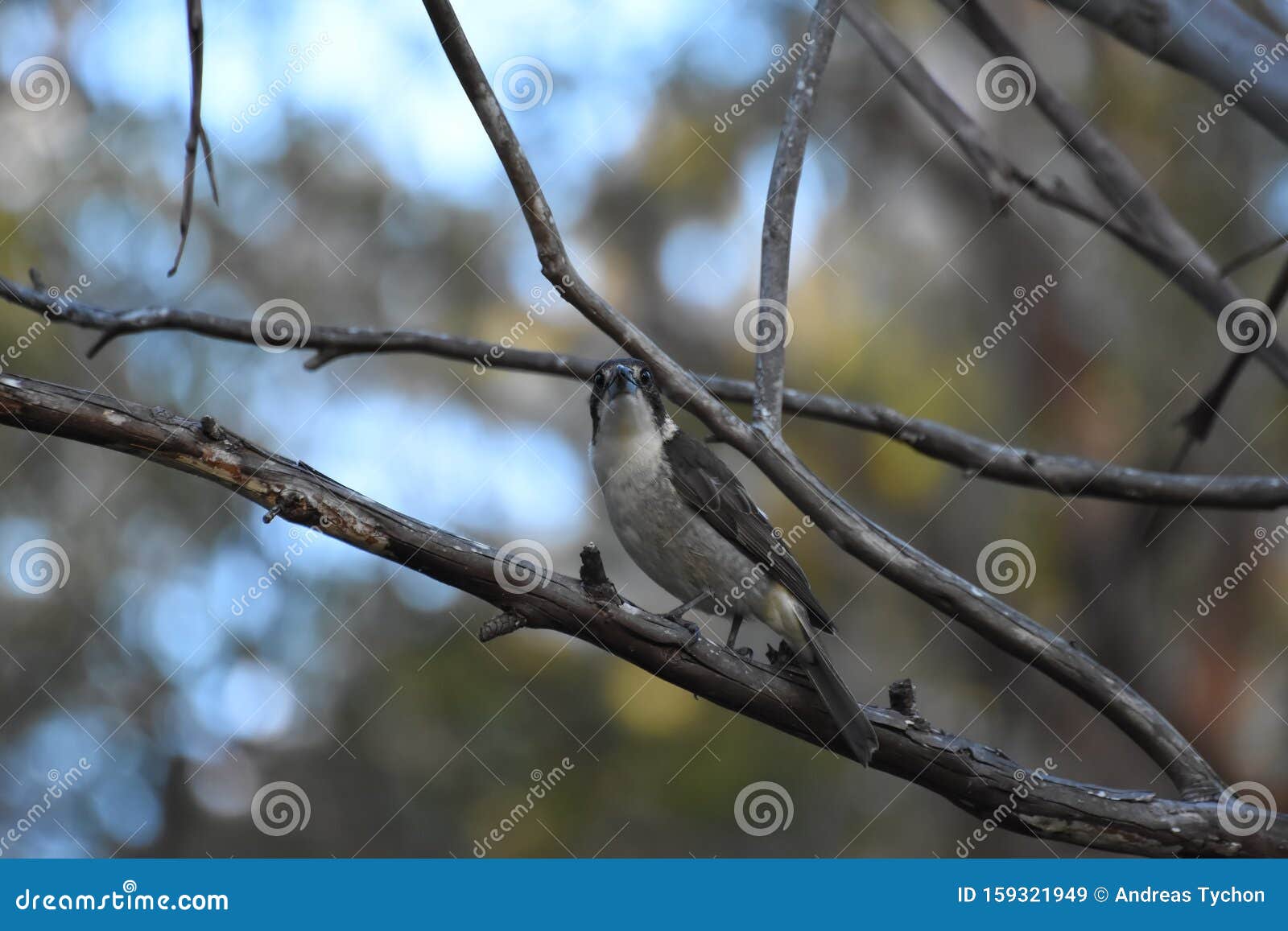 Australian Wild Bird Butcher Bird Watchful in a Tree Stock Image ...