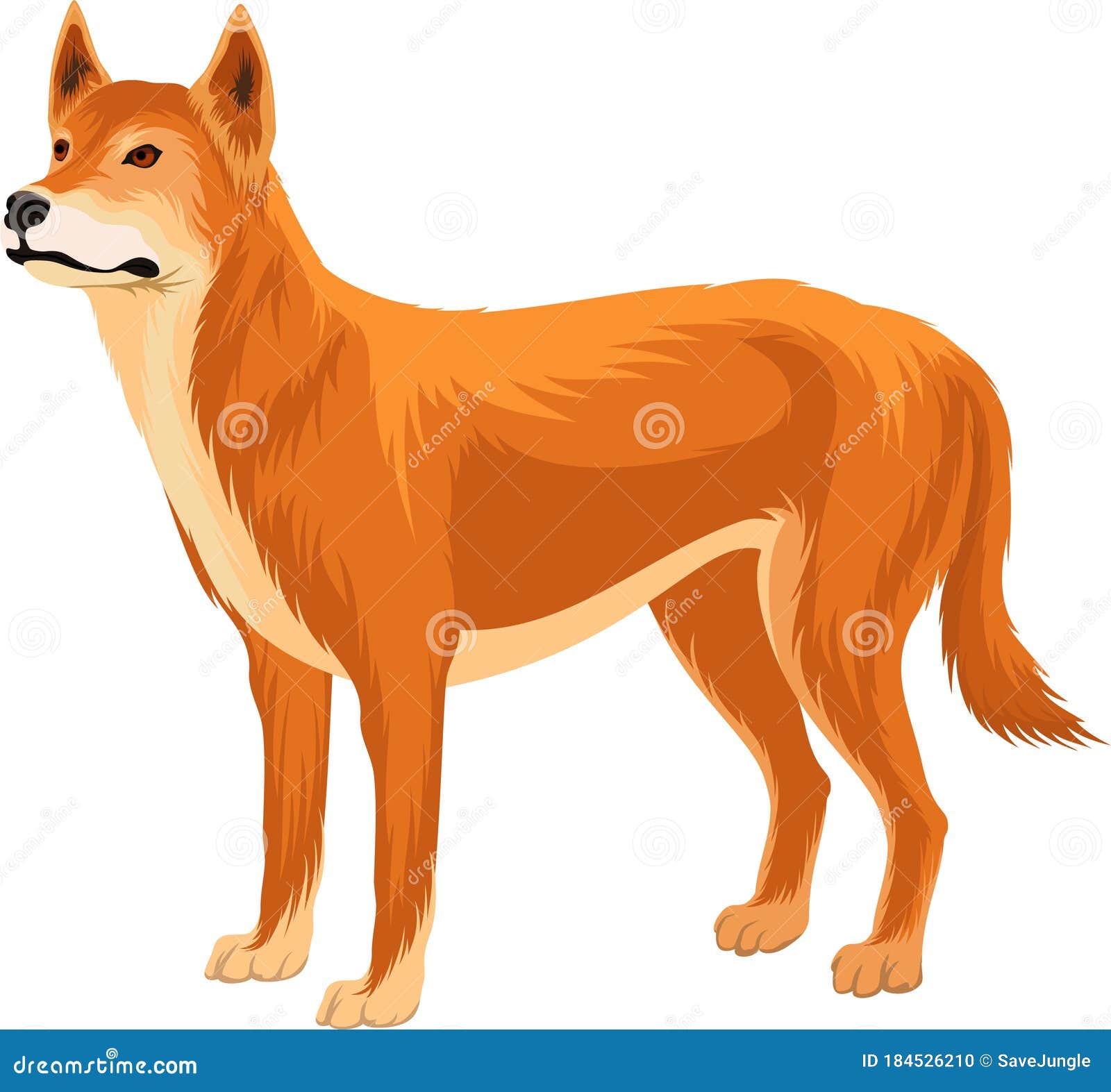 Australian Wild Dog Dingo Vector Illustration Stock Vector