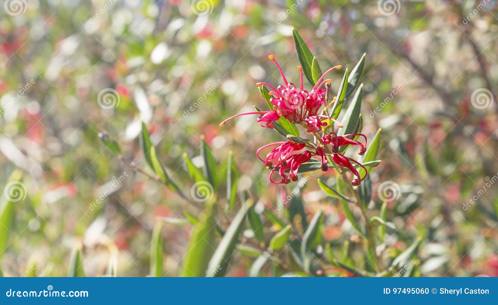 australian wildflower grevillea splendour