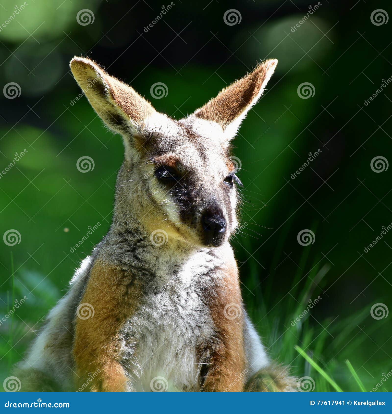 Yellow-footed Rock-wallaby (Animals of Australia, Small Series by Science &  Nature) – Animal Toy Blog