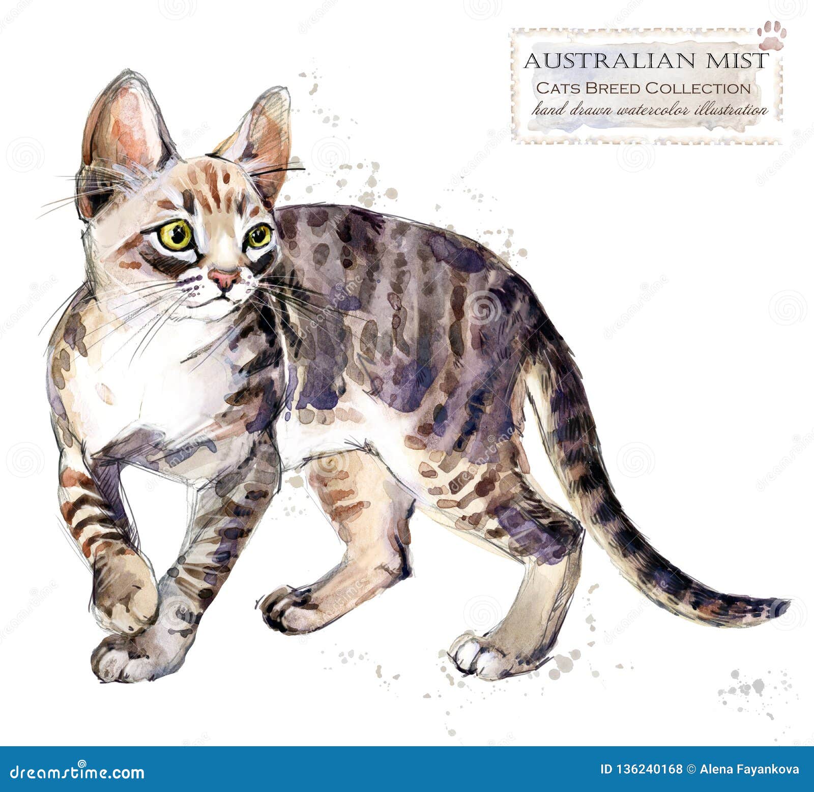 Australische Nebelkatze Aquarellausgangshaustierillustration Katzen Züchtet Reihen Abbildung - Illustration von wild, gesicht: 136240168