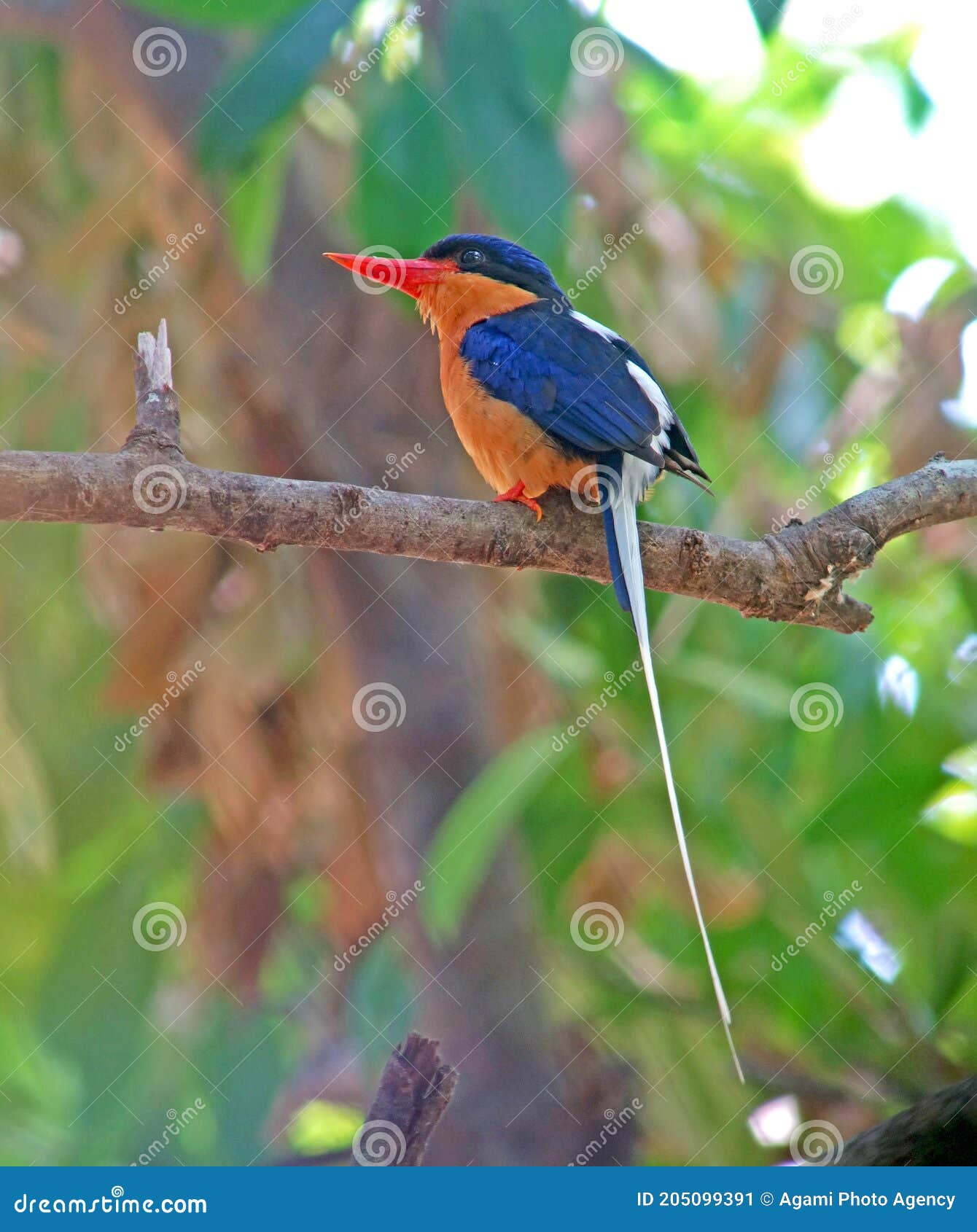 Australische Vlagstaartijsvogel, Buffbreasted Paradisekingfisher