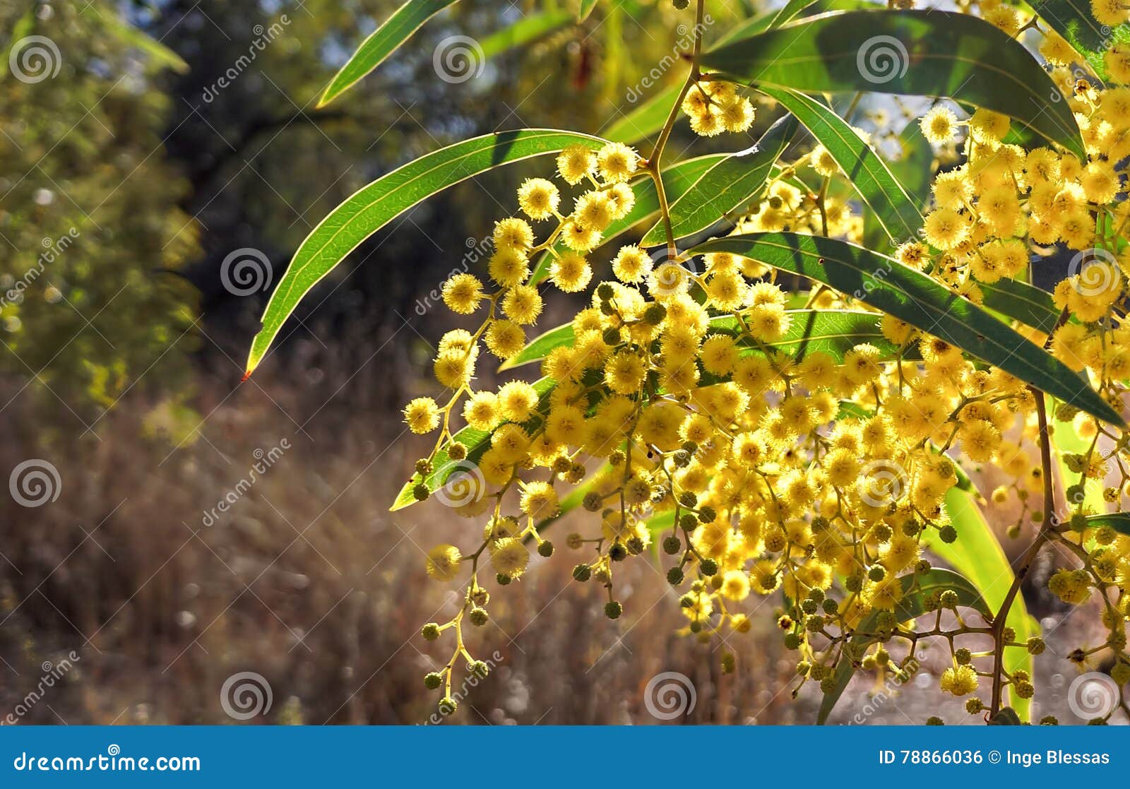 Australiska wattleblommor. Ljusa gula wattleblommor och sidor mot naturlig bakgrund Australiskt nationellt emblem