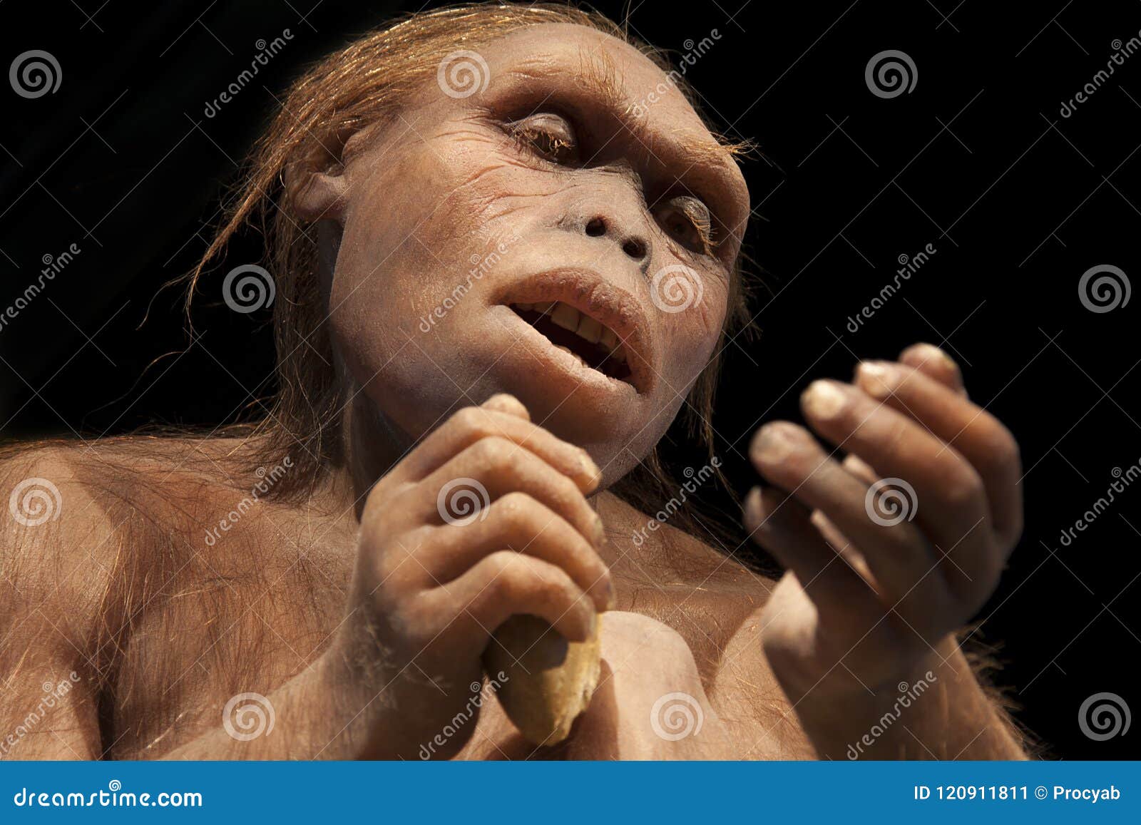 Australopithecus afarensis editorial image cartoondealer 165817948
