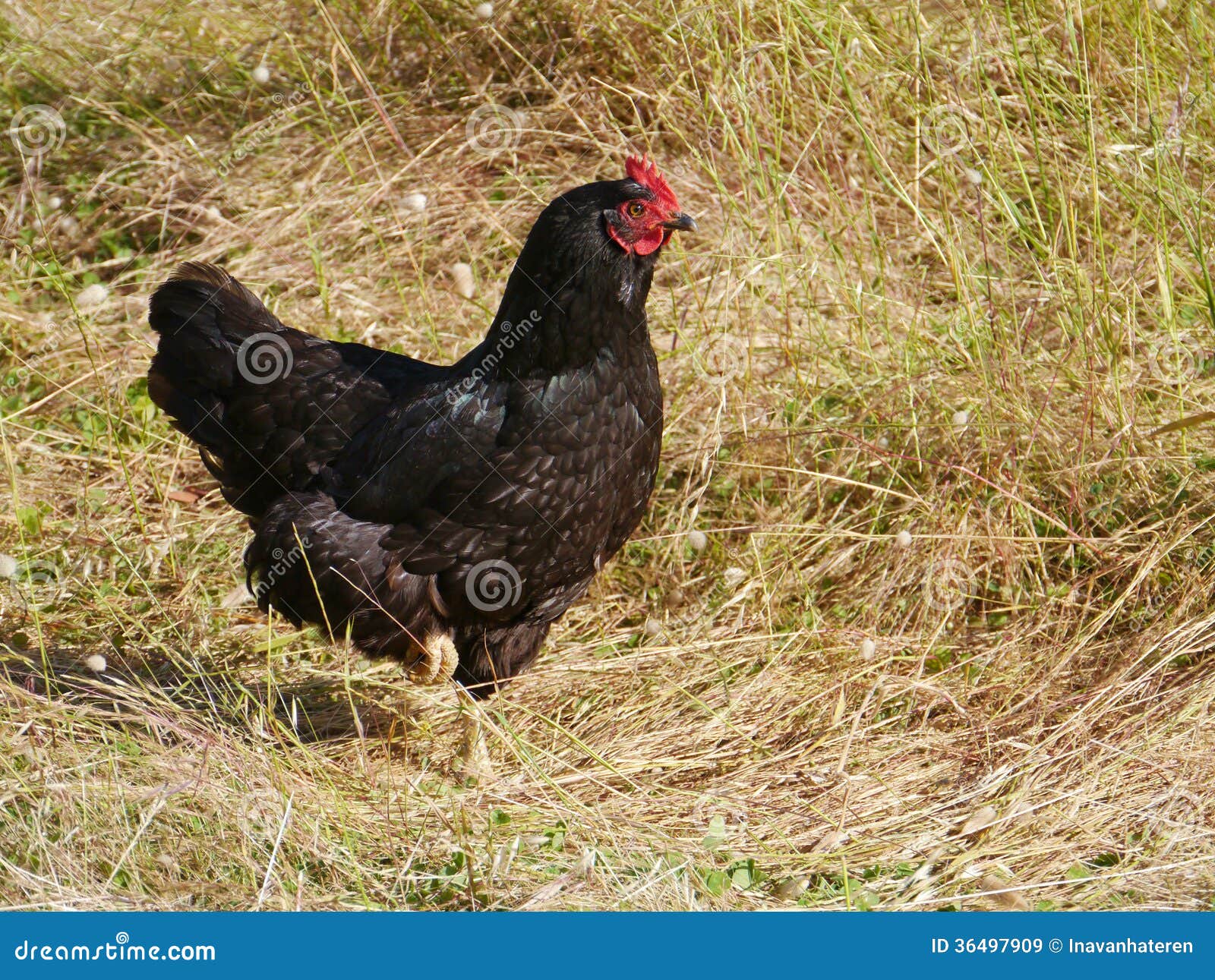 The Australorp is a black chicken breed of Australian origin in 