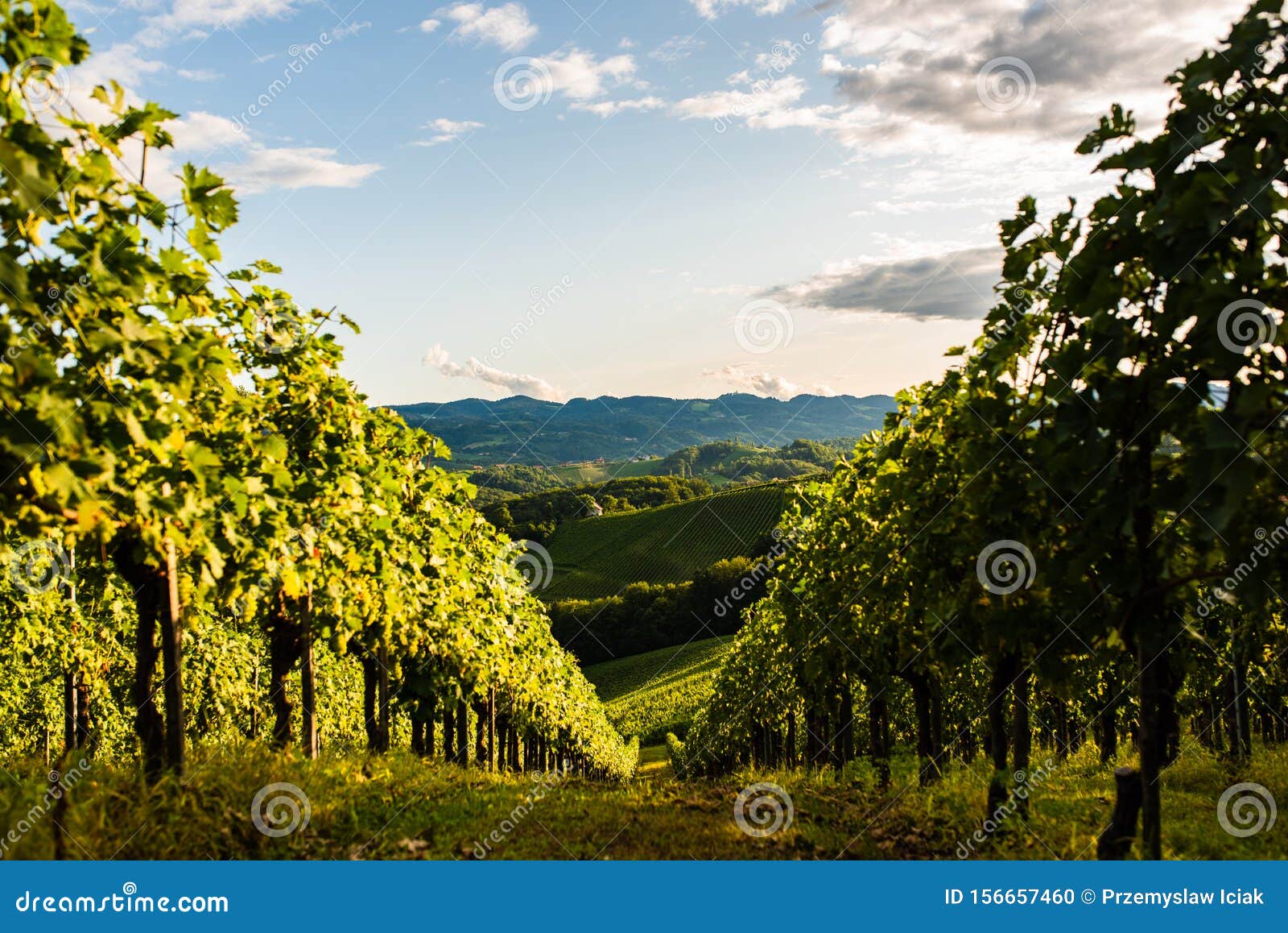 Austria, South Styria Vineyards Travel Tourist Spot for Vine Stock Photo - Image of hills, grape: 156657460