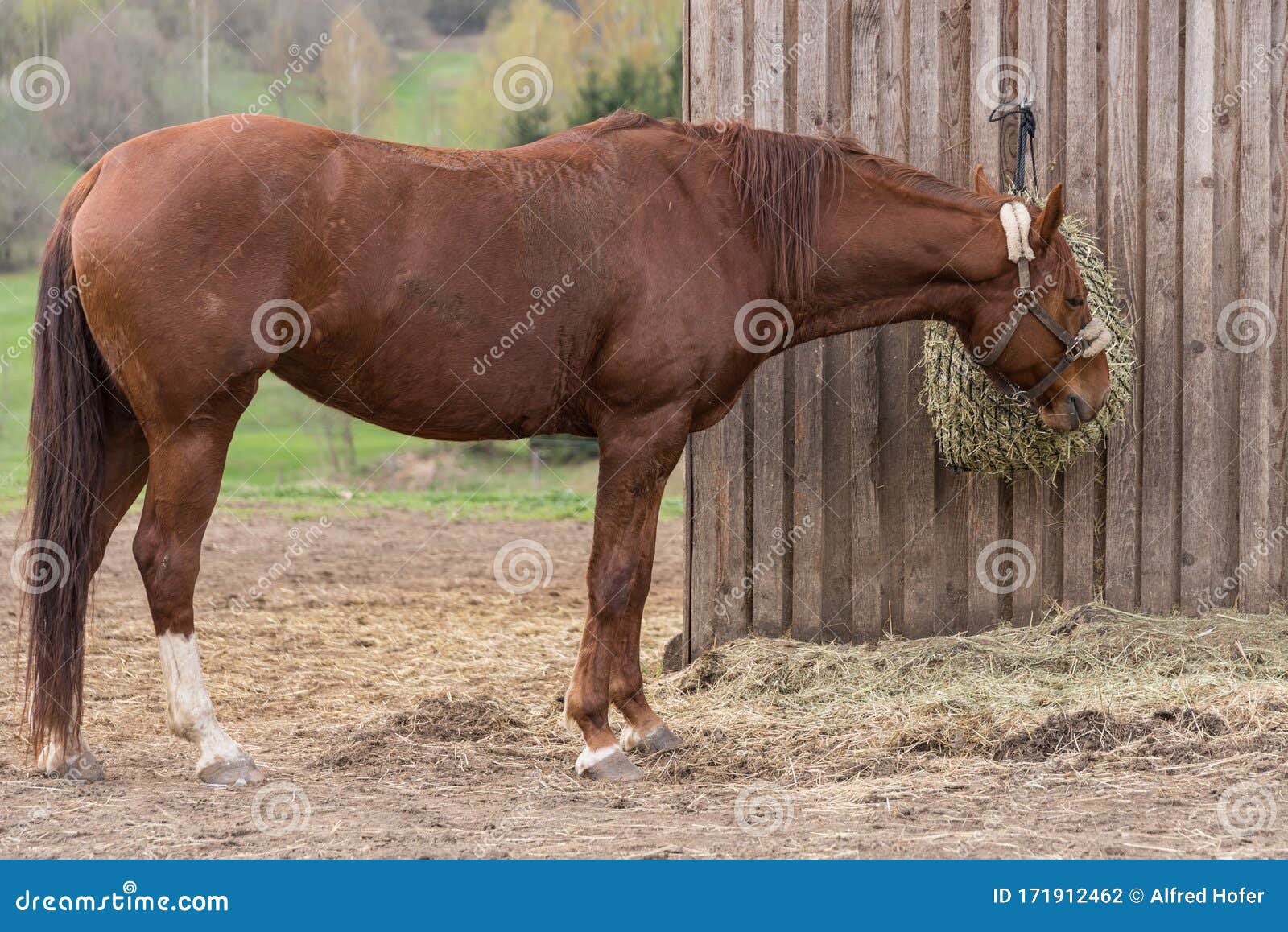 Austrian Warmblood Horse Eats Stock Photo Image of horsebox, saddle