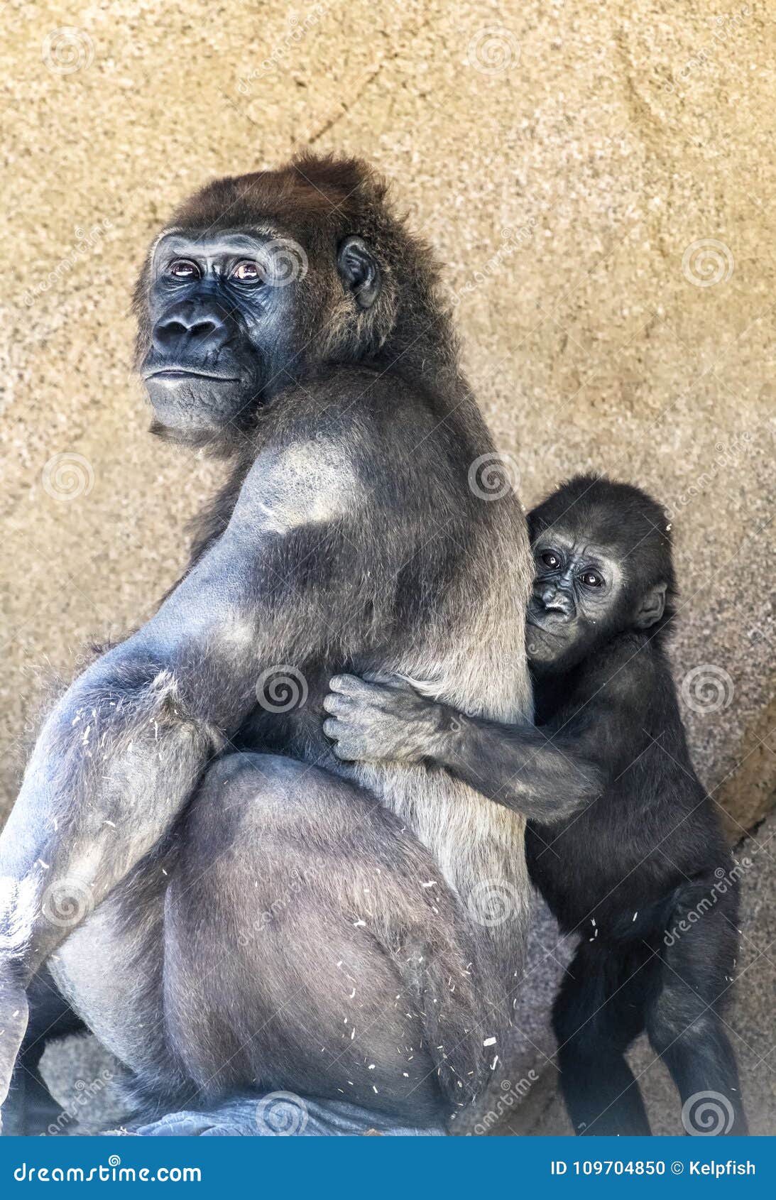 authoritative mother gorilla and offspring
