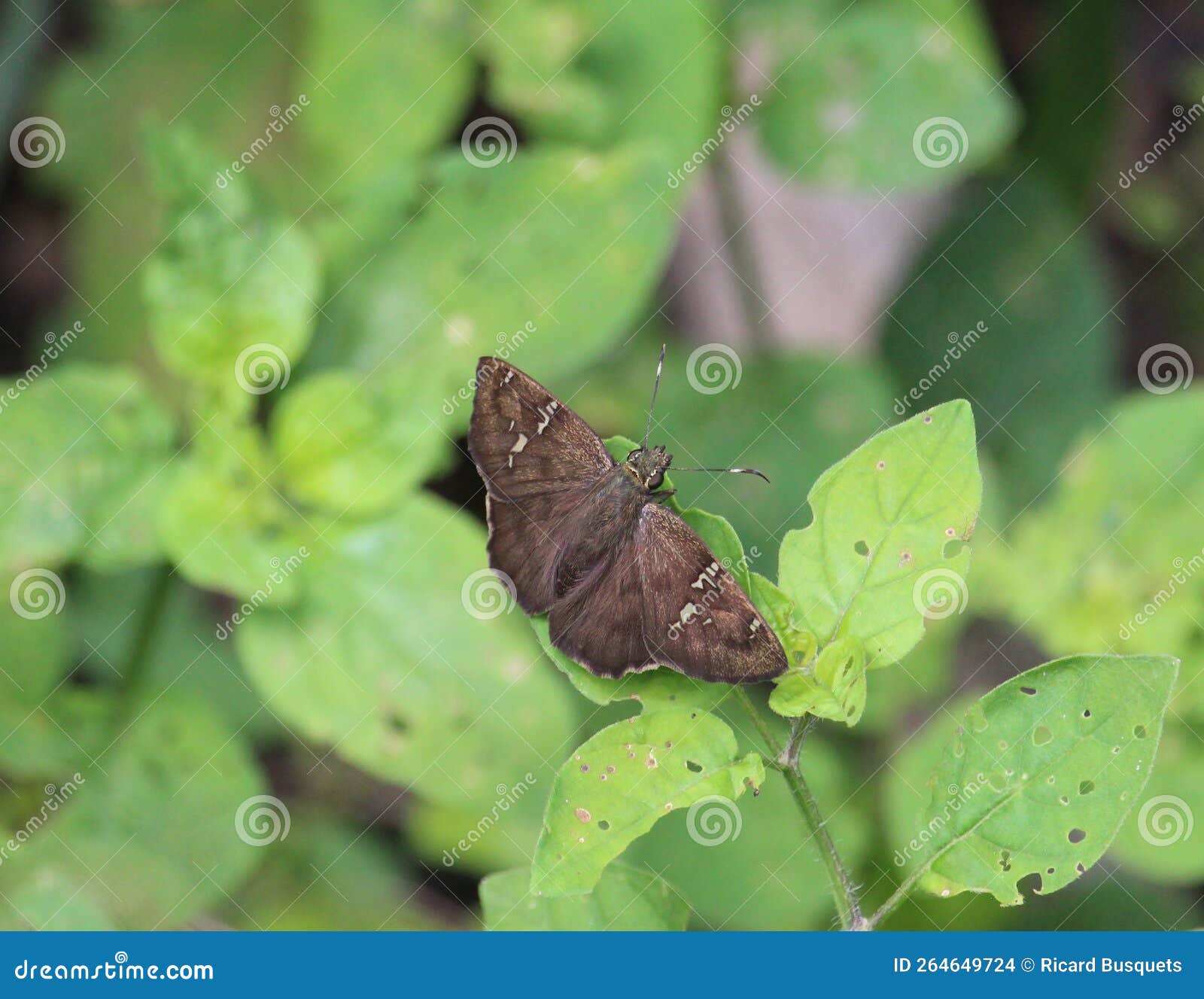 autochton potrillo butterfly on a leaf