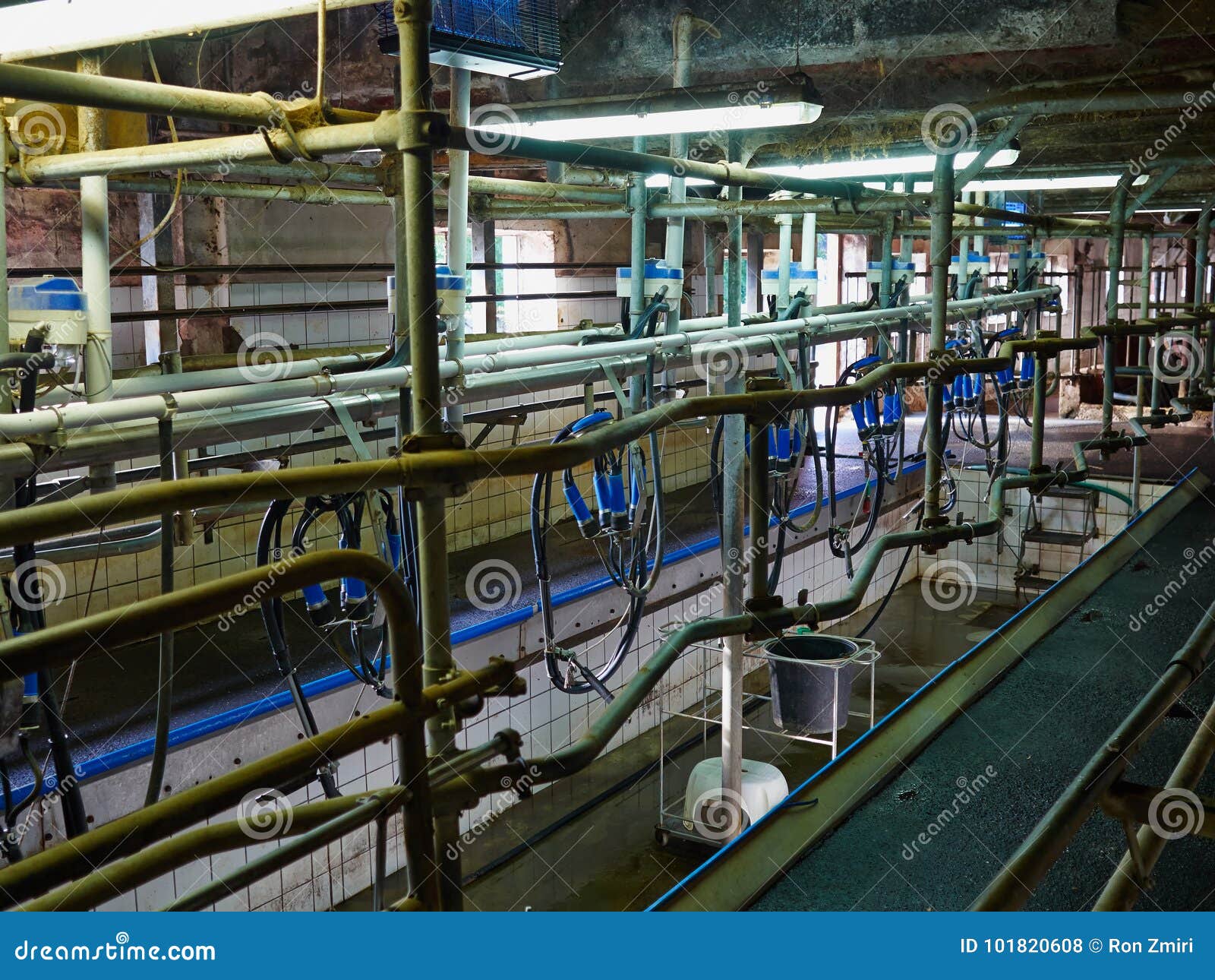 automated milking equipment milking parlour