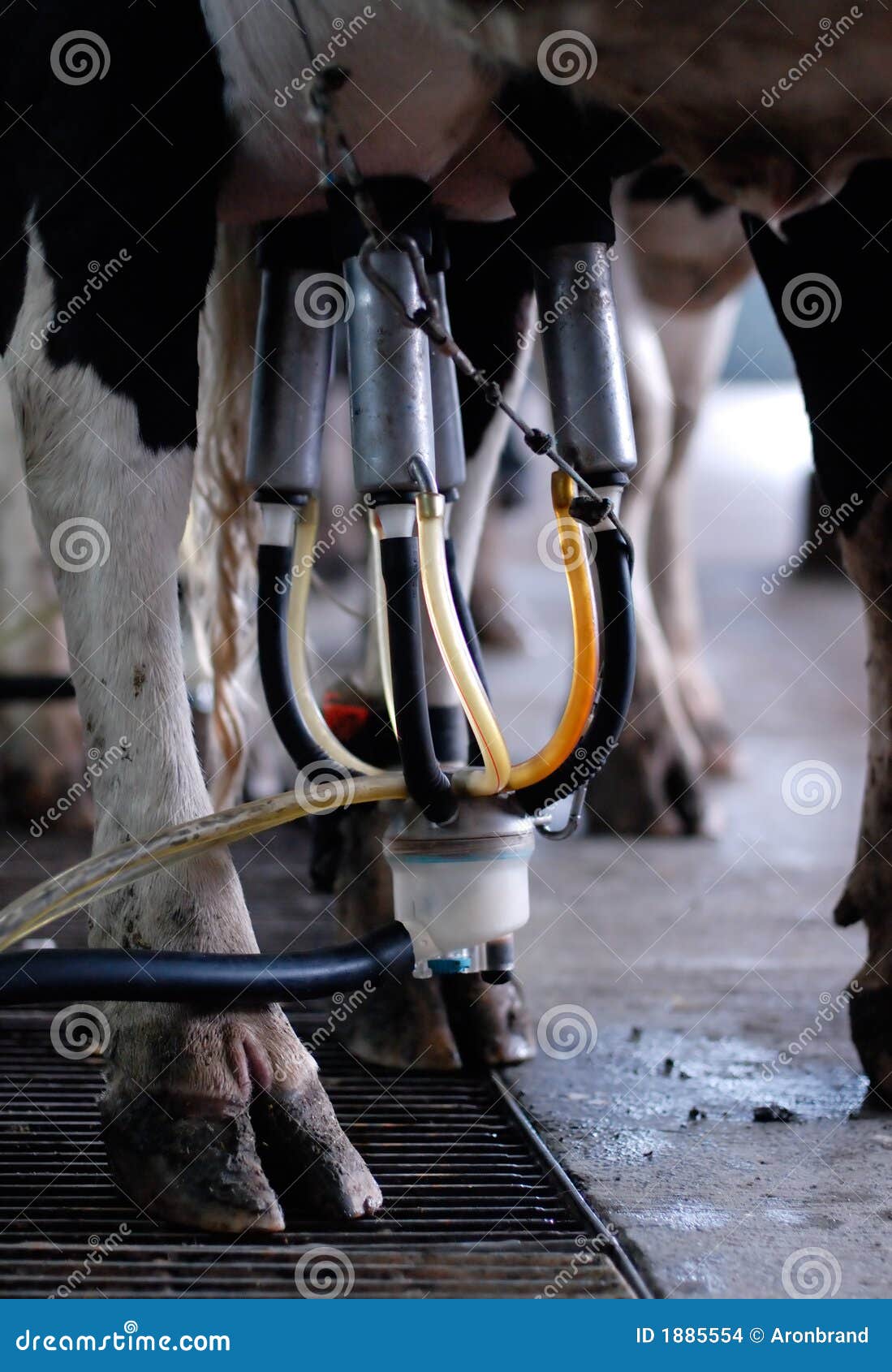 automated milking - vertical