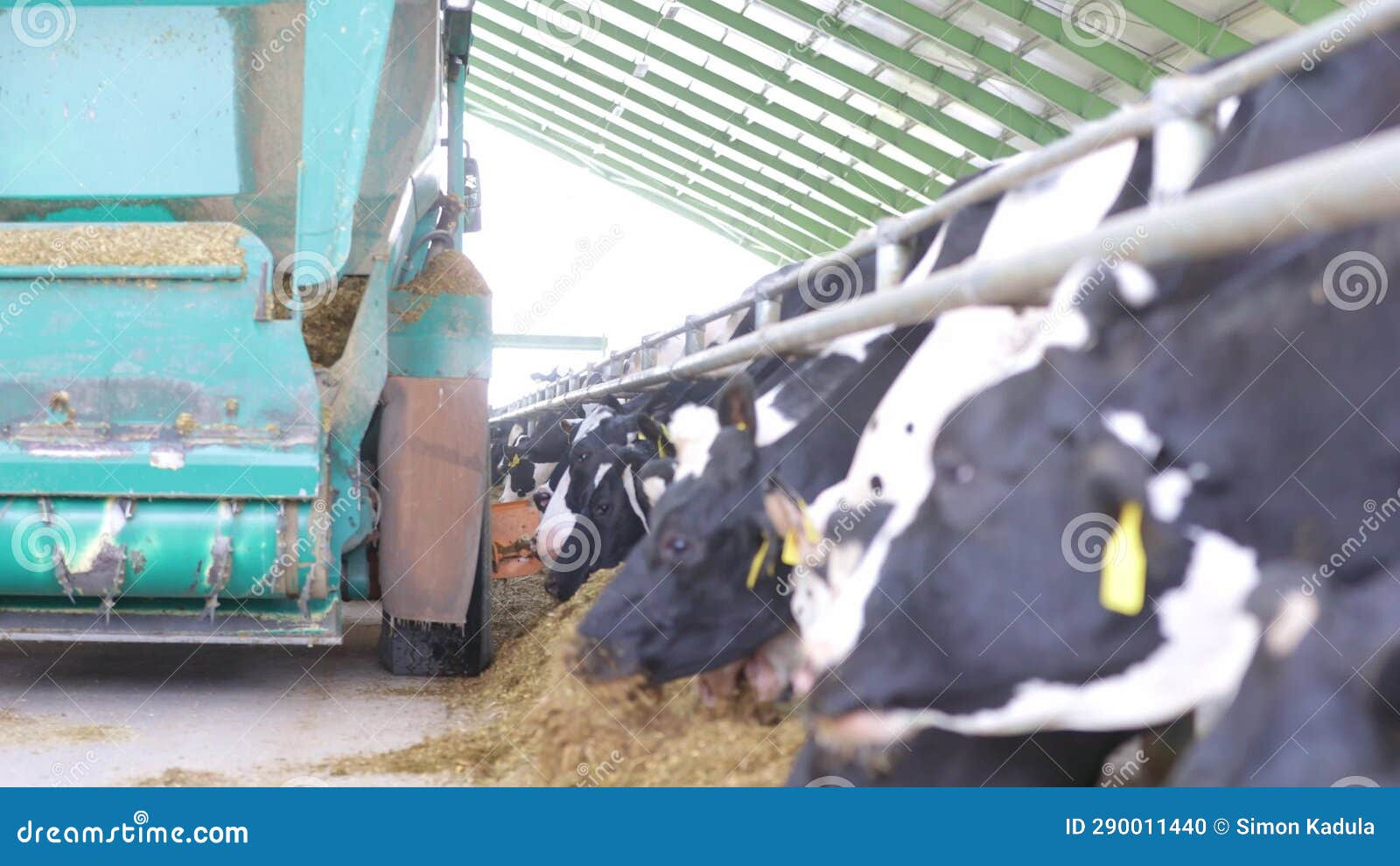 Automatic Dispenser of Feed for Cows, Agricultural Concept Stock