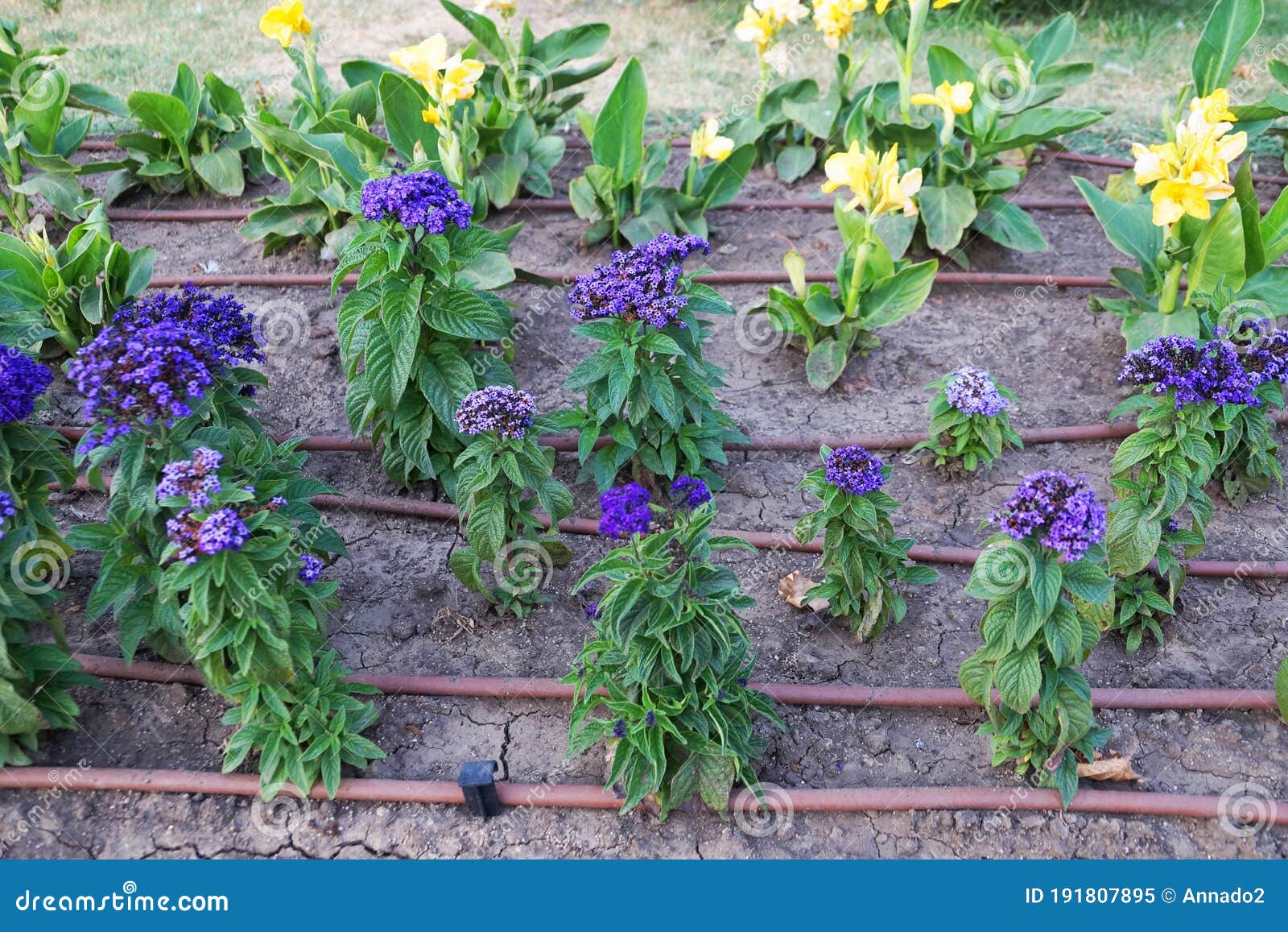 Automatic Irrigation on a Flower Bed Closeup Stock Image Image of refreshing, grow 191807895