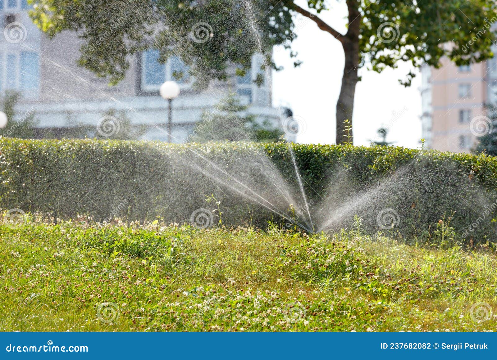 an automatic irrigation system irrigates the green lawn in the young garden of the city park