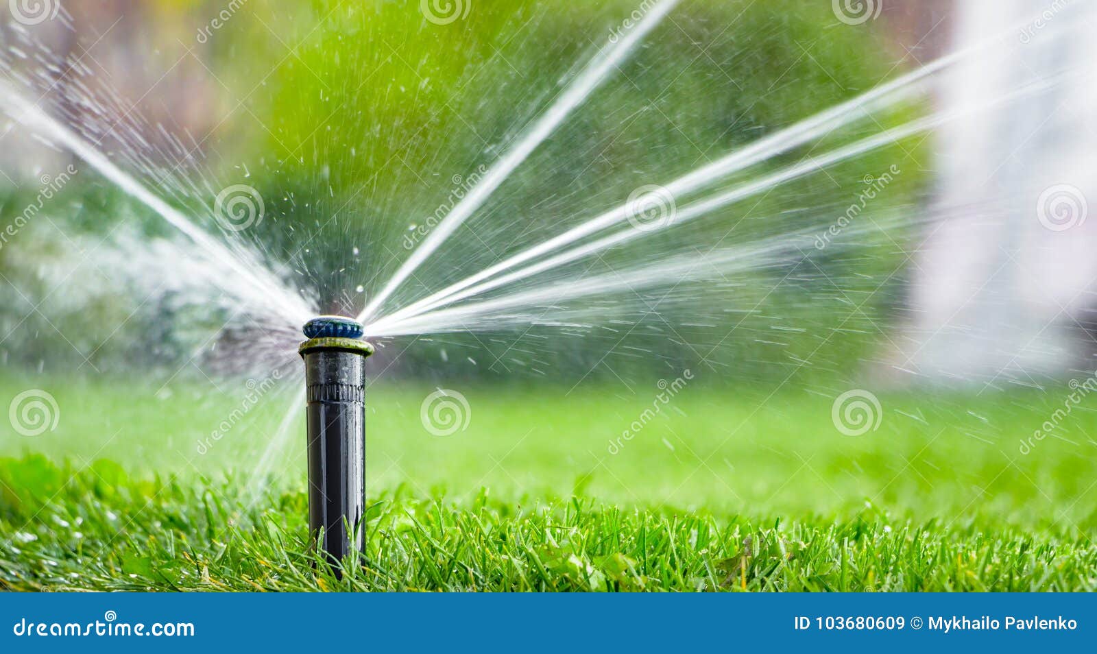 Automatic Sprinkler System Watering the Lawn on a Background of Green