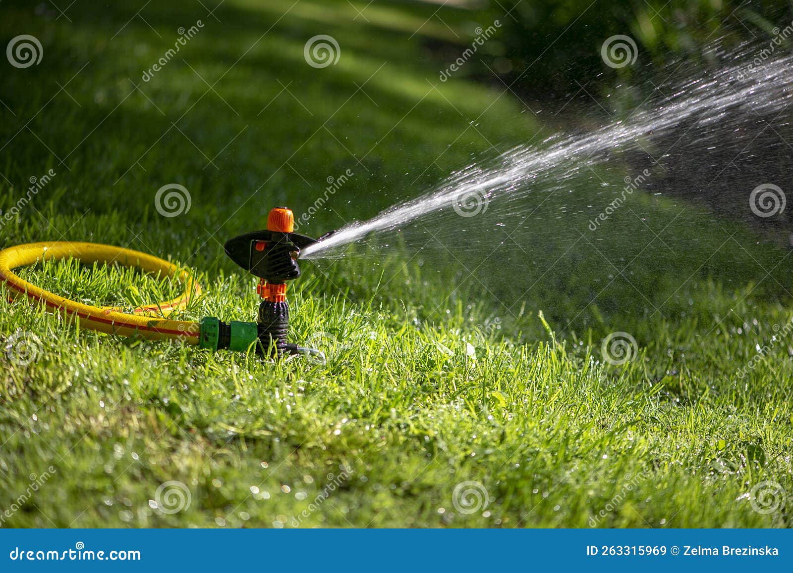 Automatic Sprinkler System Watering the Lawn.Watering in the Garden