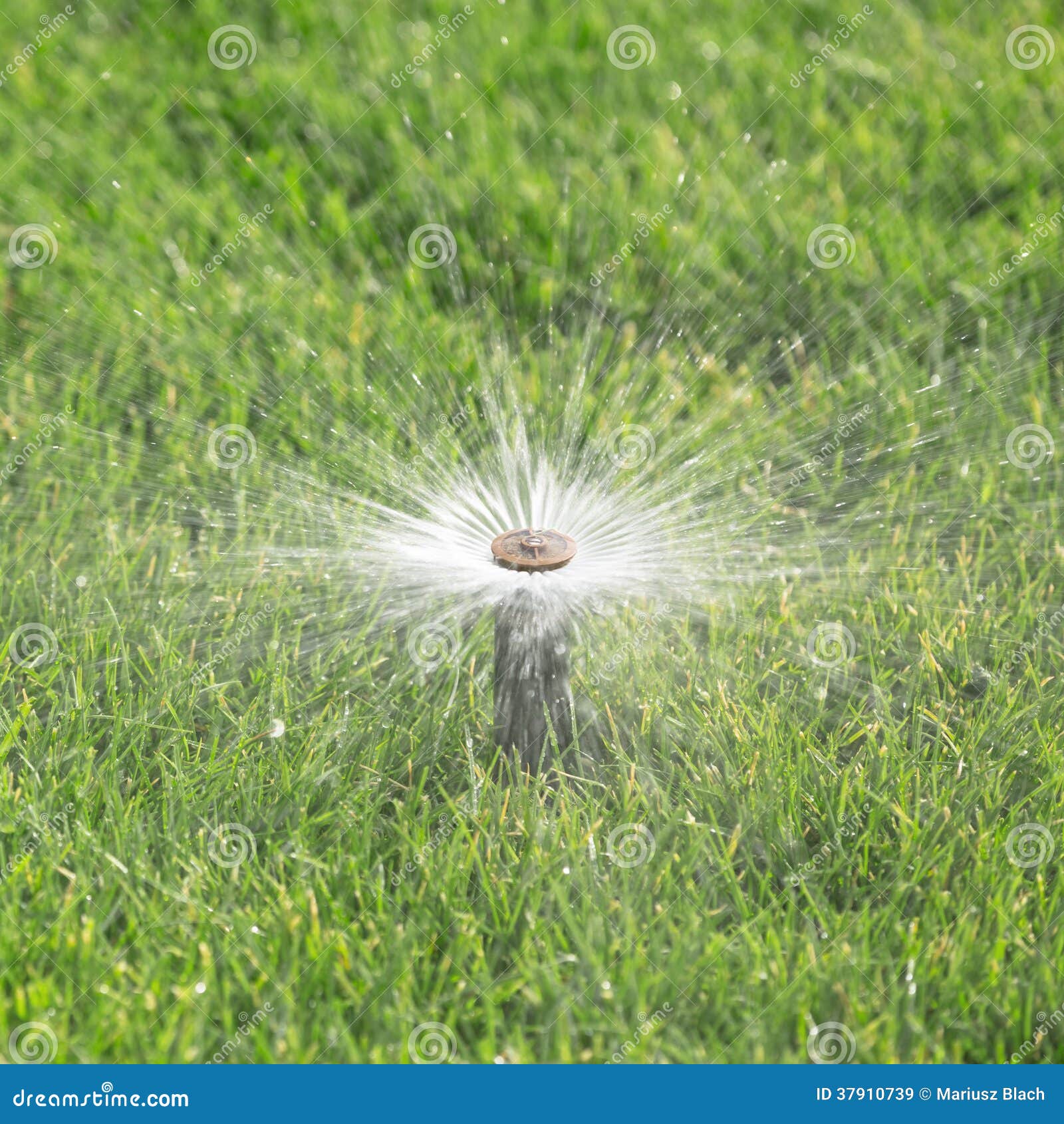 Automatic sprinkler stock image. Image of garden, sprinkling 37910739