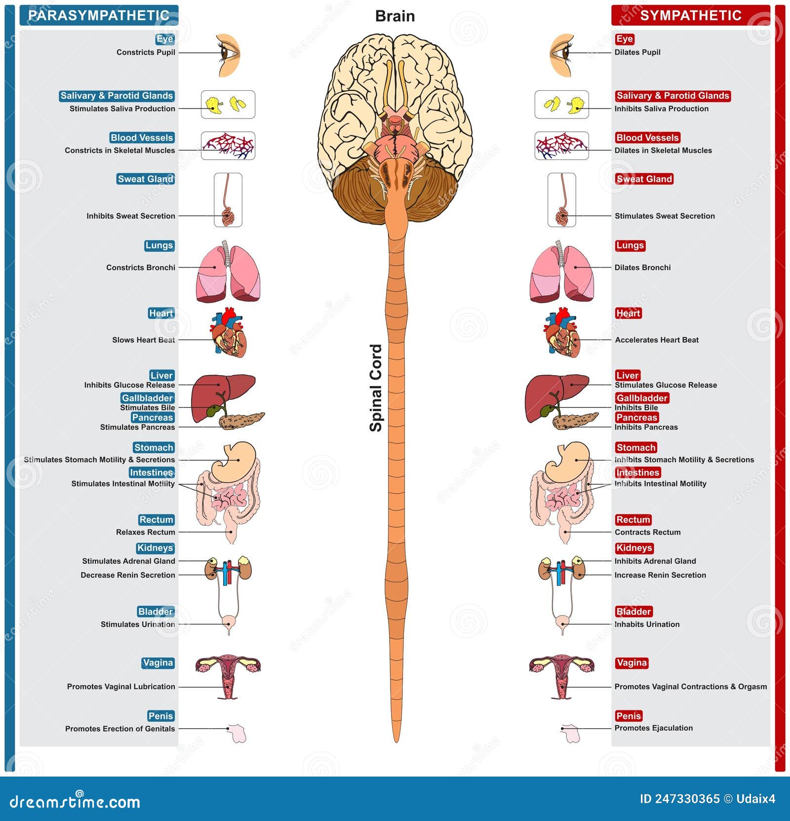 Autonomic Nervous System of Human Infographic Diagram Stock Vector ... Biology Diagrams