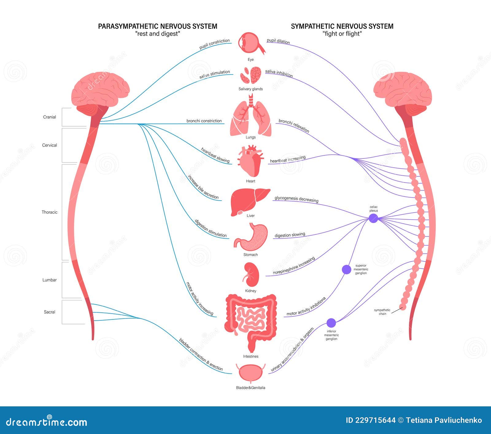 Autonomic Nervous System Cartoon Vector Biology Diagrams