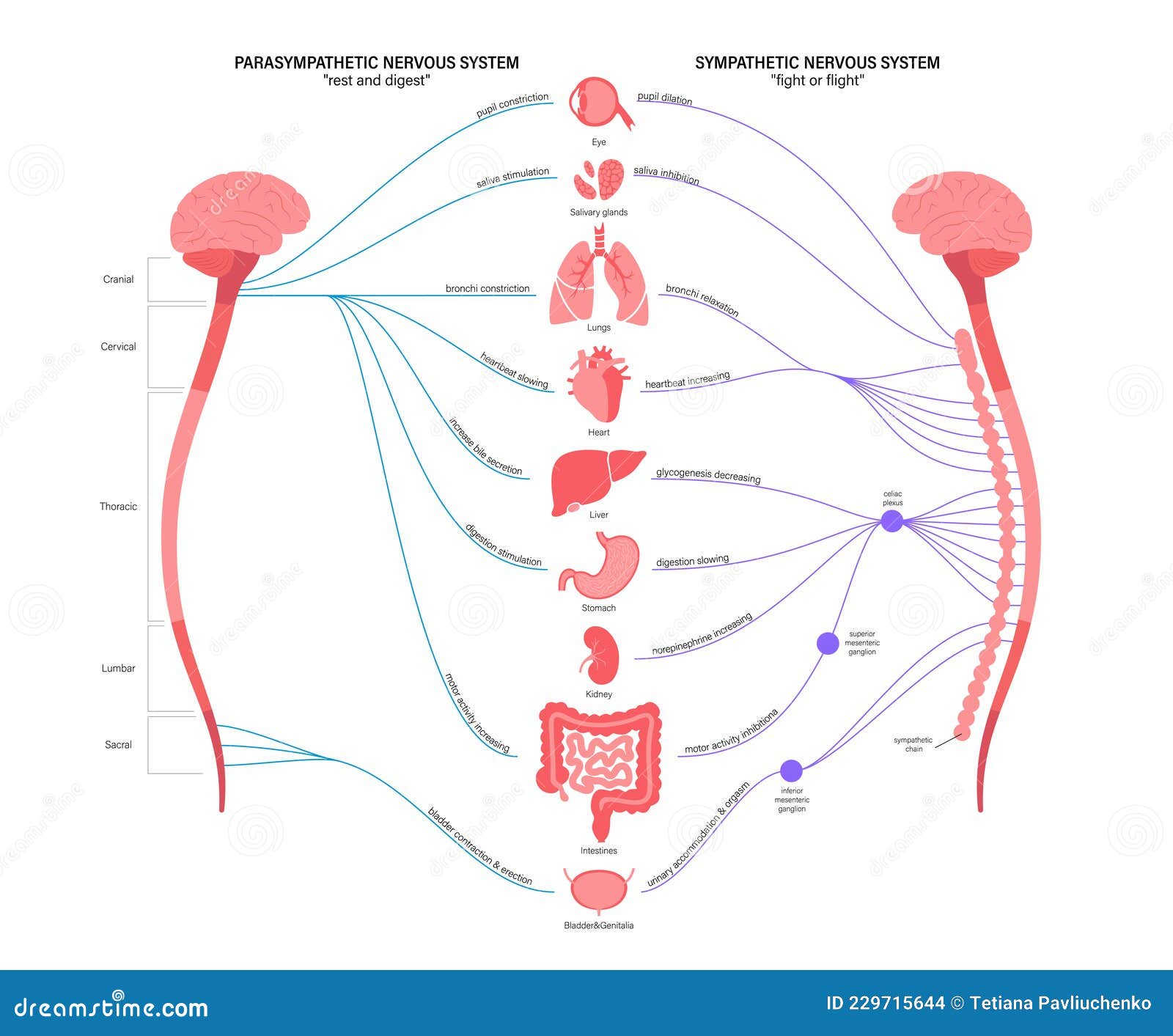 autonomic nervous system