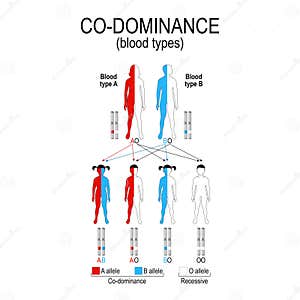 Autosomal Cartoons Illustrations Vector Stock Images 365 Pictures 
