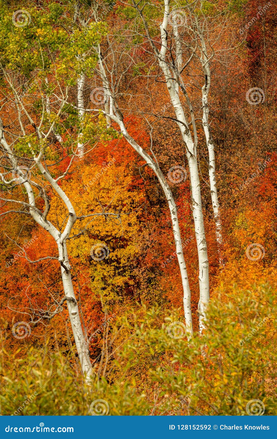 Beautiful White Barked Aspen Trees Surrounded by Fall Colors Stock