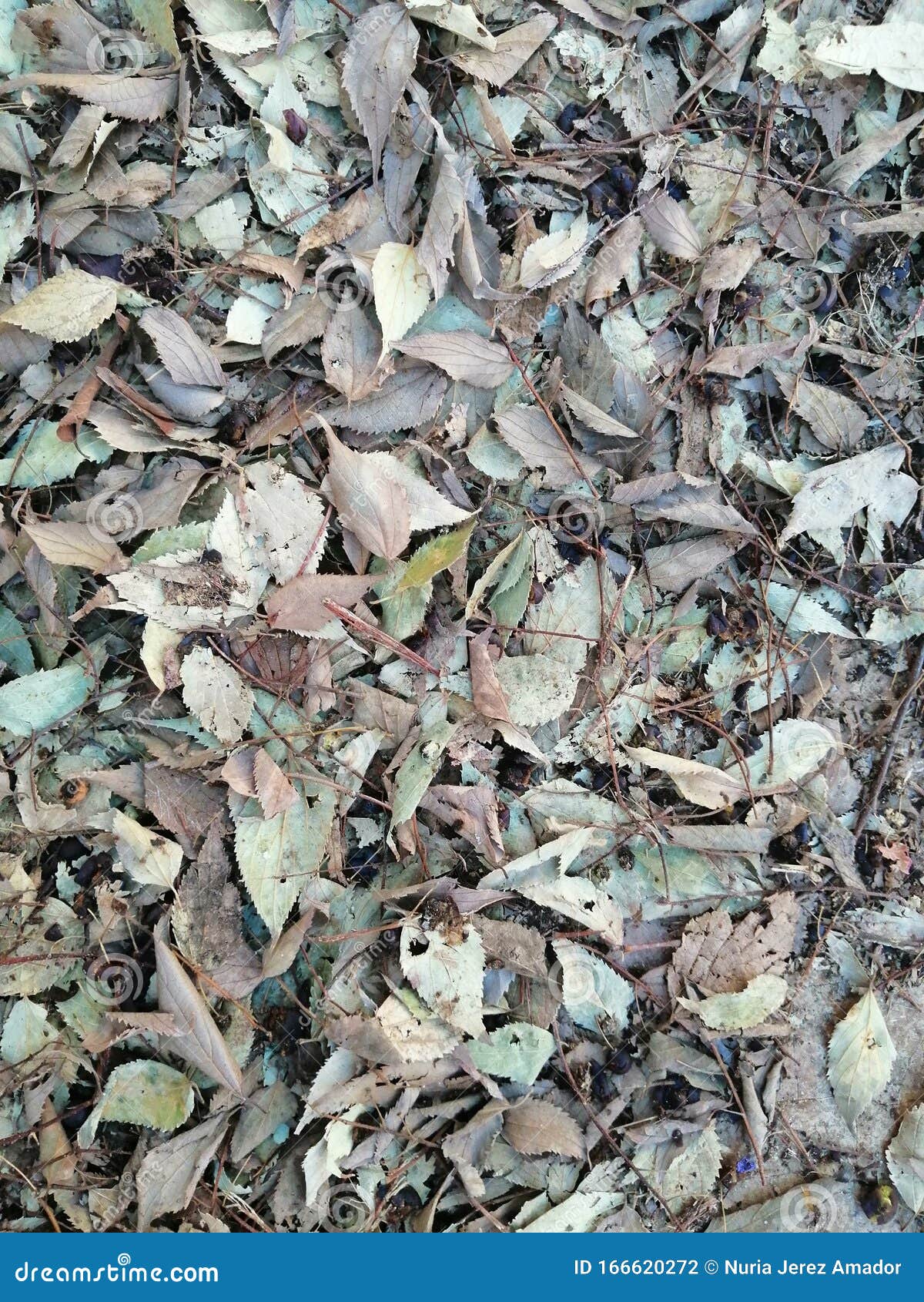 autum leaves nature hojas de otoÃÂ±o