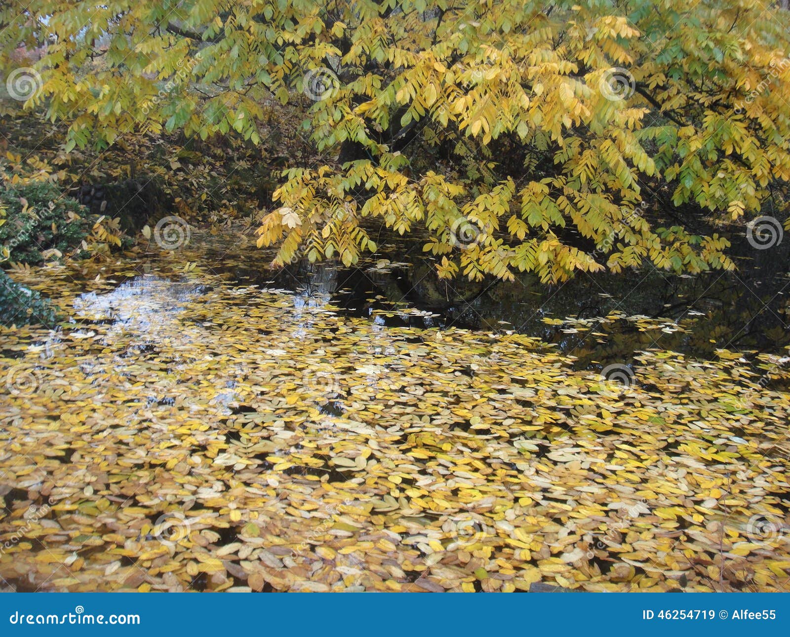 Autum Leaves on a Pond stock image. Image of fallen, pond 46254719