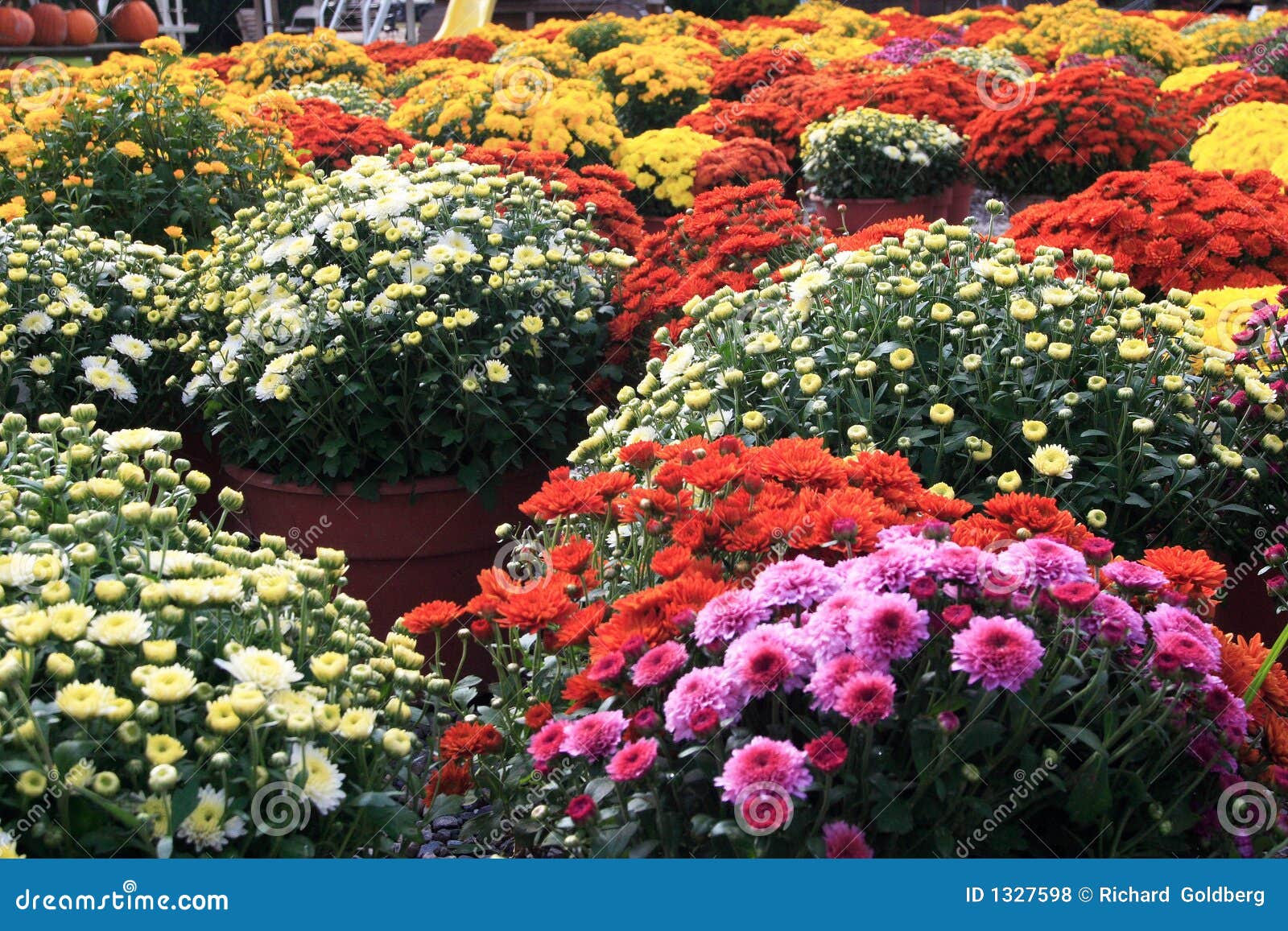 Autum Mums stock photo. Image of woven, bushels, mums 1327598