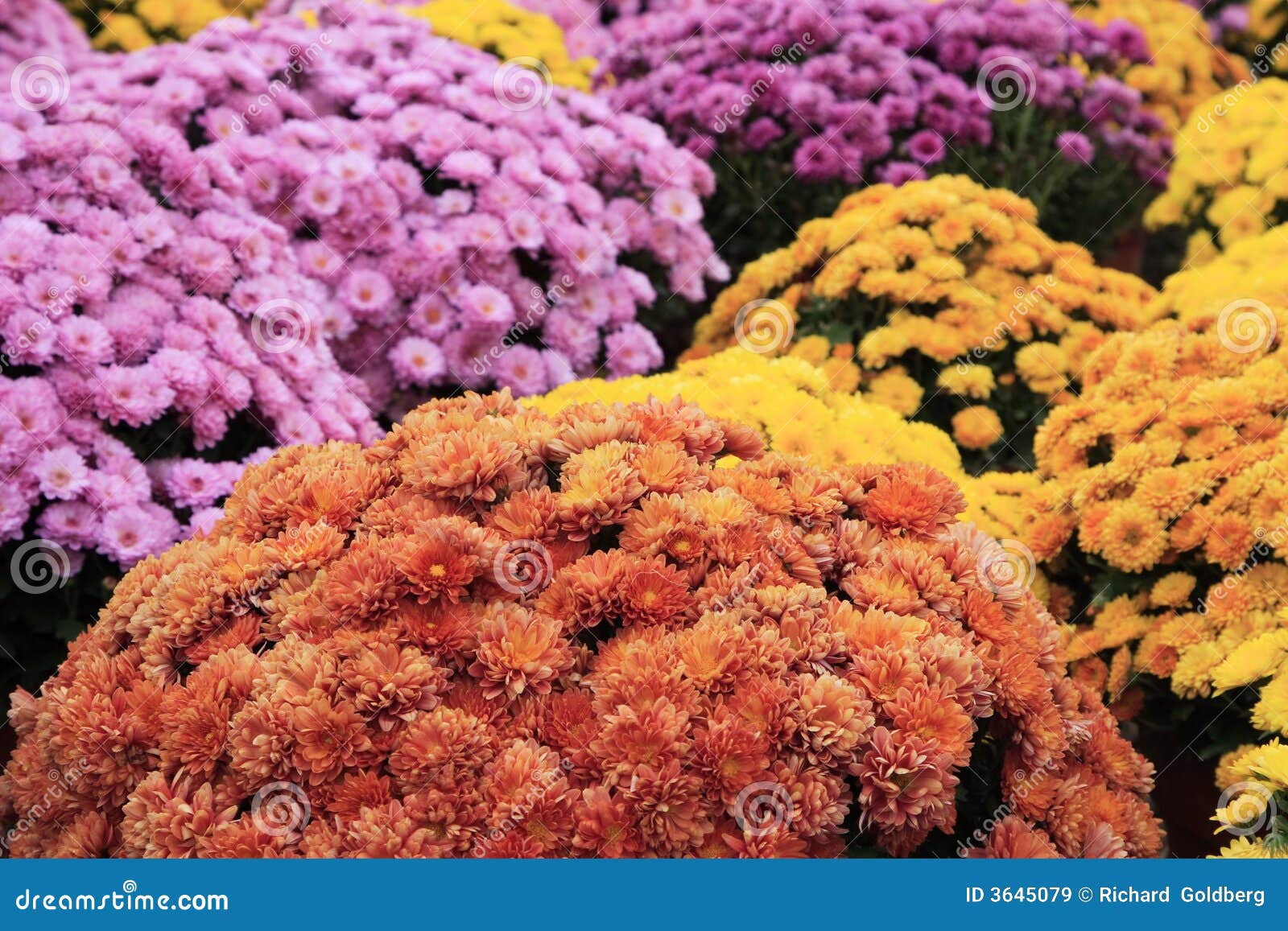Autum Mums stock image. Image of bushels, florist, weave 3645079