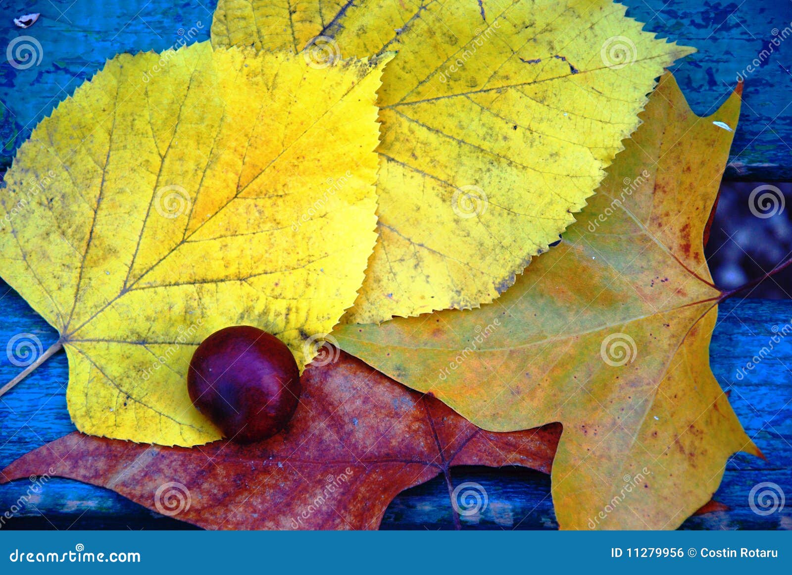 Autumnal view of yellow leaves and a chestnut