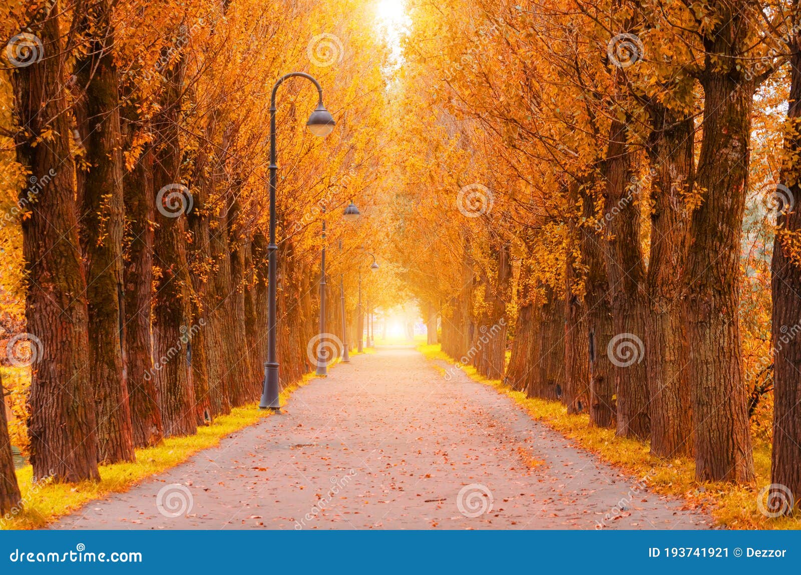 Autumn Alley with Rows of Poplars and Street Lamps Along the Hiking ...