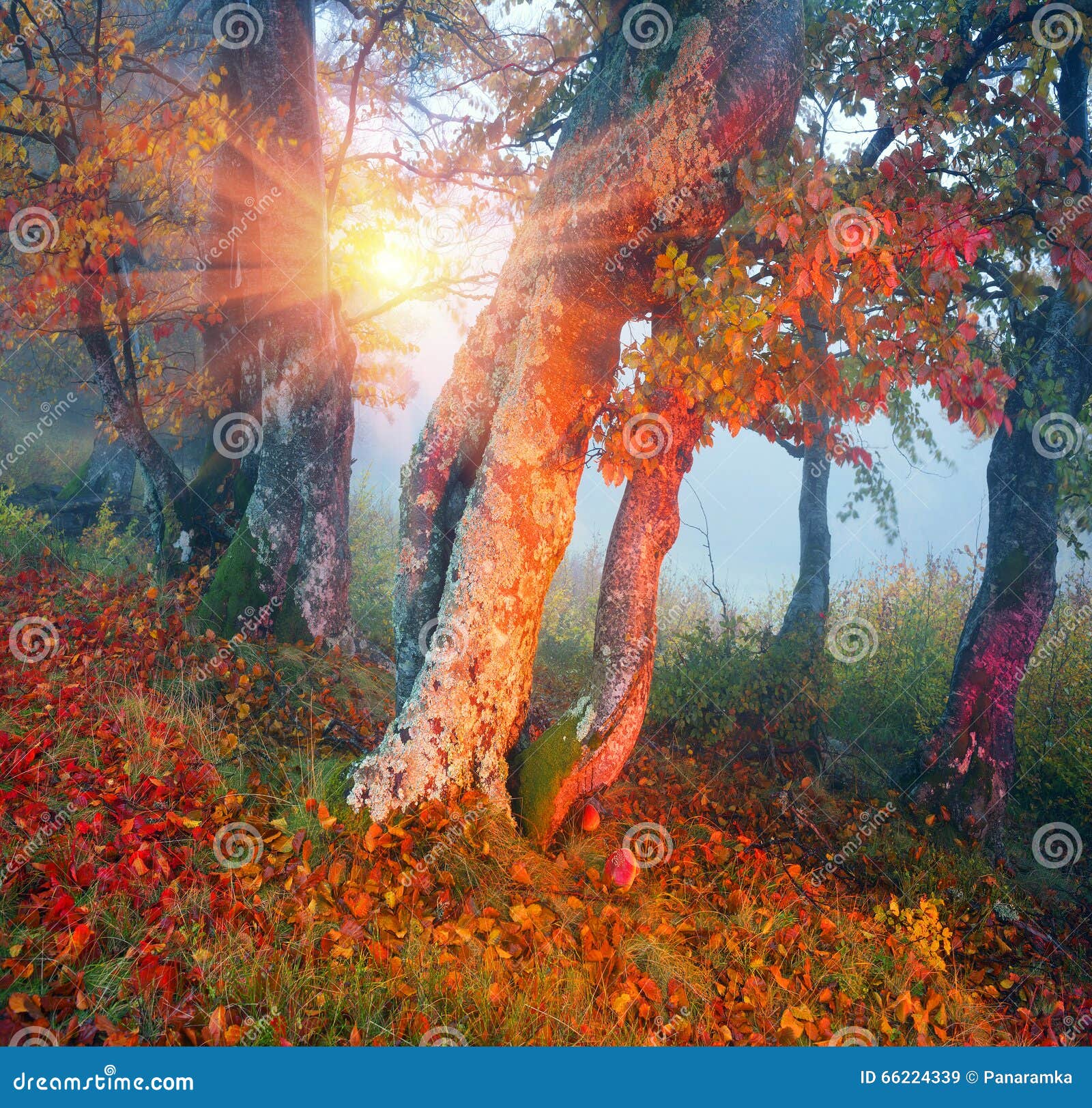 Autumn In The Alpine Forest Stock Image Image Of Light Ground 66224339