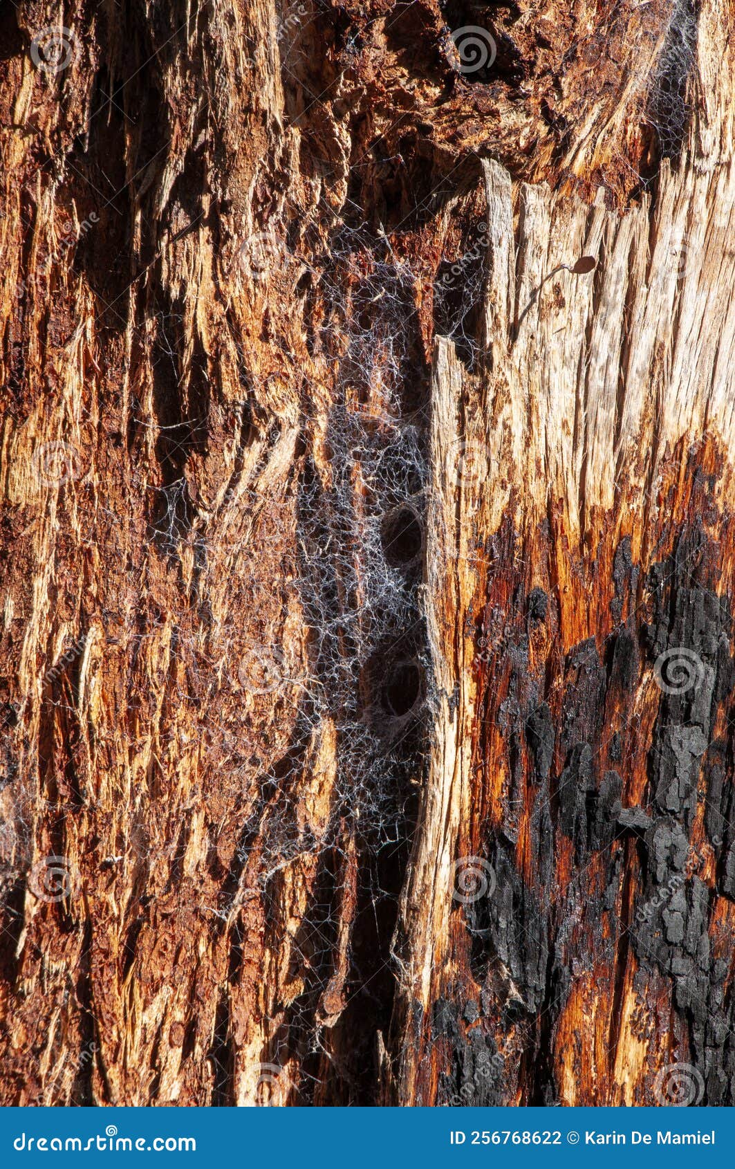 Spider web on tree trunk stock photo. Image of closeup - 256768622