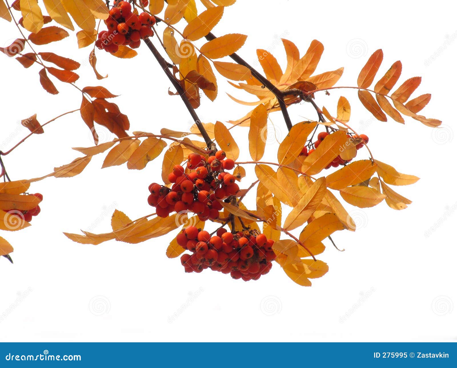 Autumn ashberry stock image. Image of bunchy, ashberry - 275995